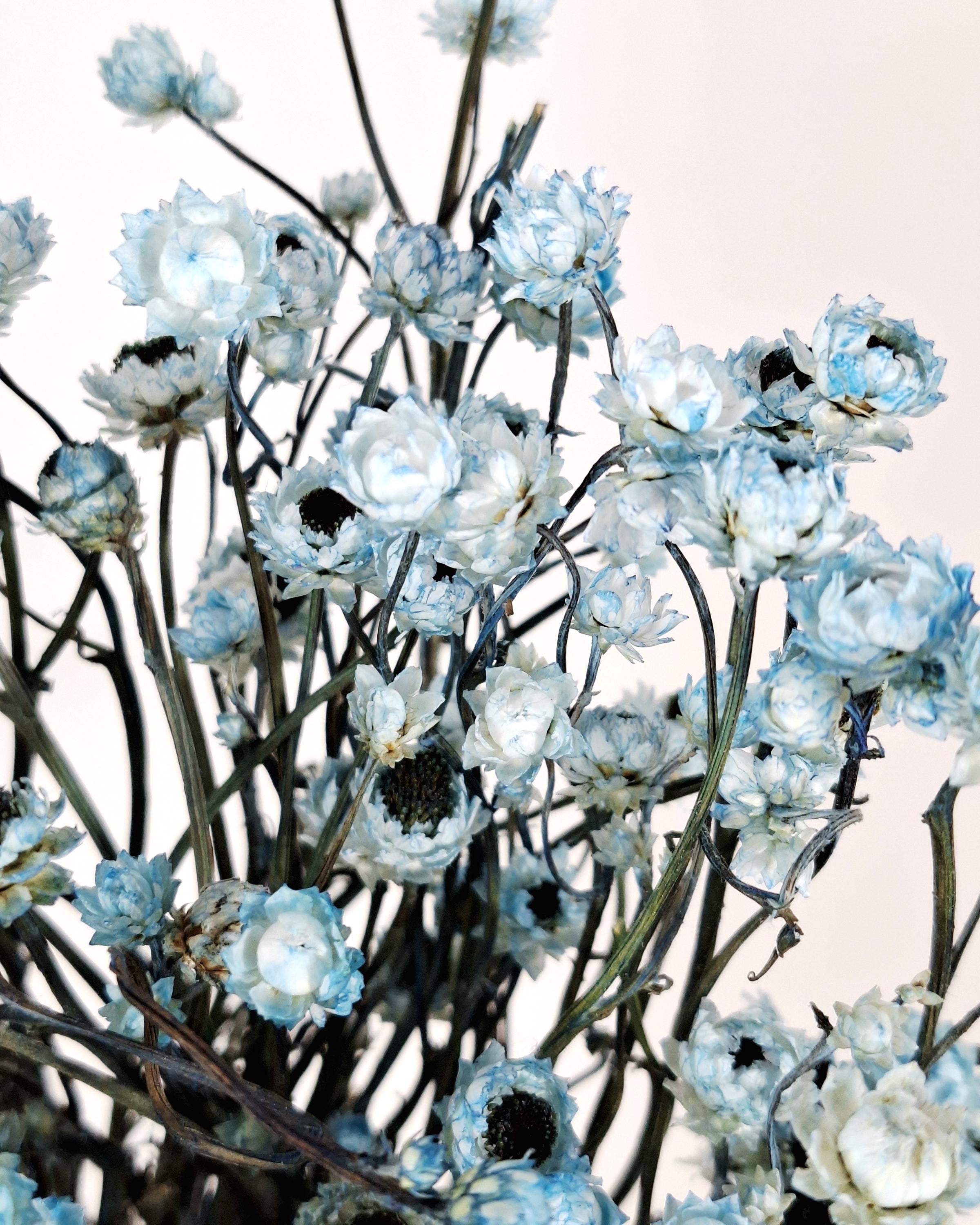 Blue Ammobium Stems, Stabilized Dried Flowers, Floral Supply, DIY Craft Flowers, Bouquet Material, Wedding Decor, Candle Decor