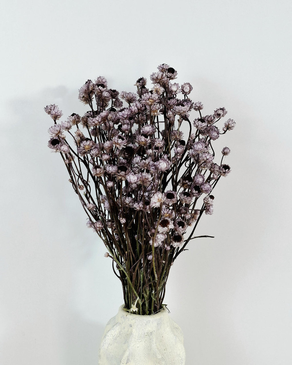 Dusty Lavender Ammobium Stems, Stabilized Dried Flowers, Floral Supply, DIY Craft Flowers, Wedding Florist Material, Candle Decor
