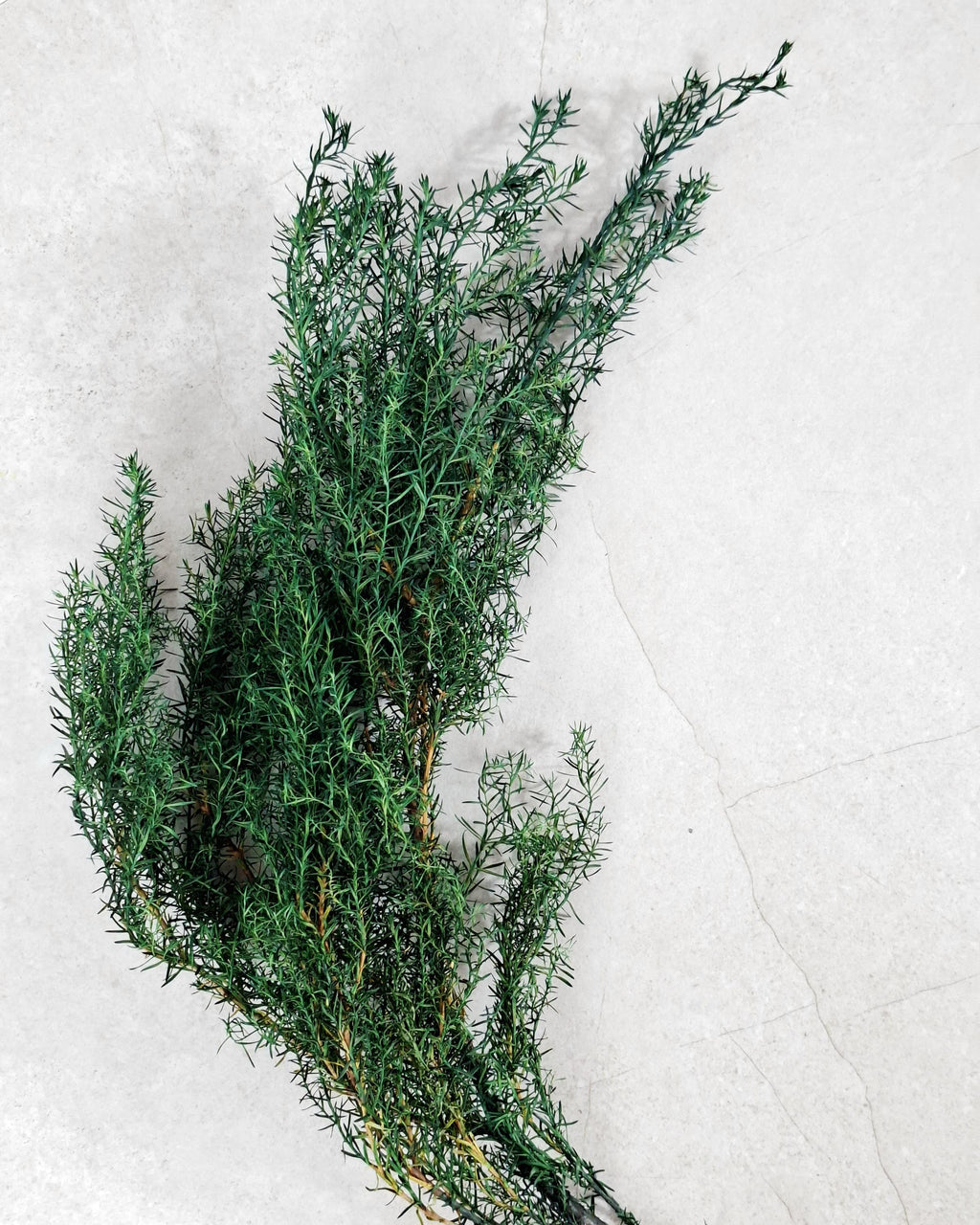 Stabilized Juniper Branch, Greenery Filler, Dried Green Foliage, Floral Supply, Wedding Greenery, Bouquet Filler, DIY Decor