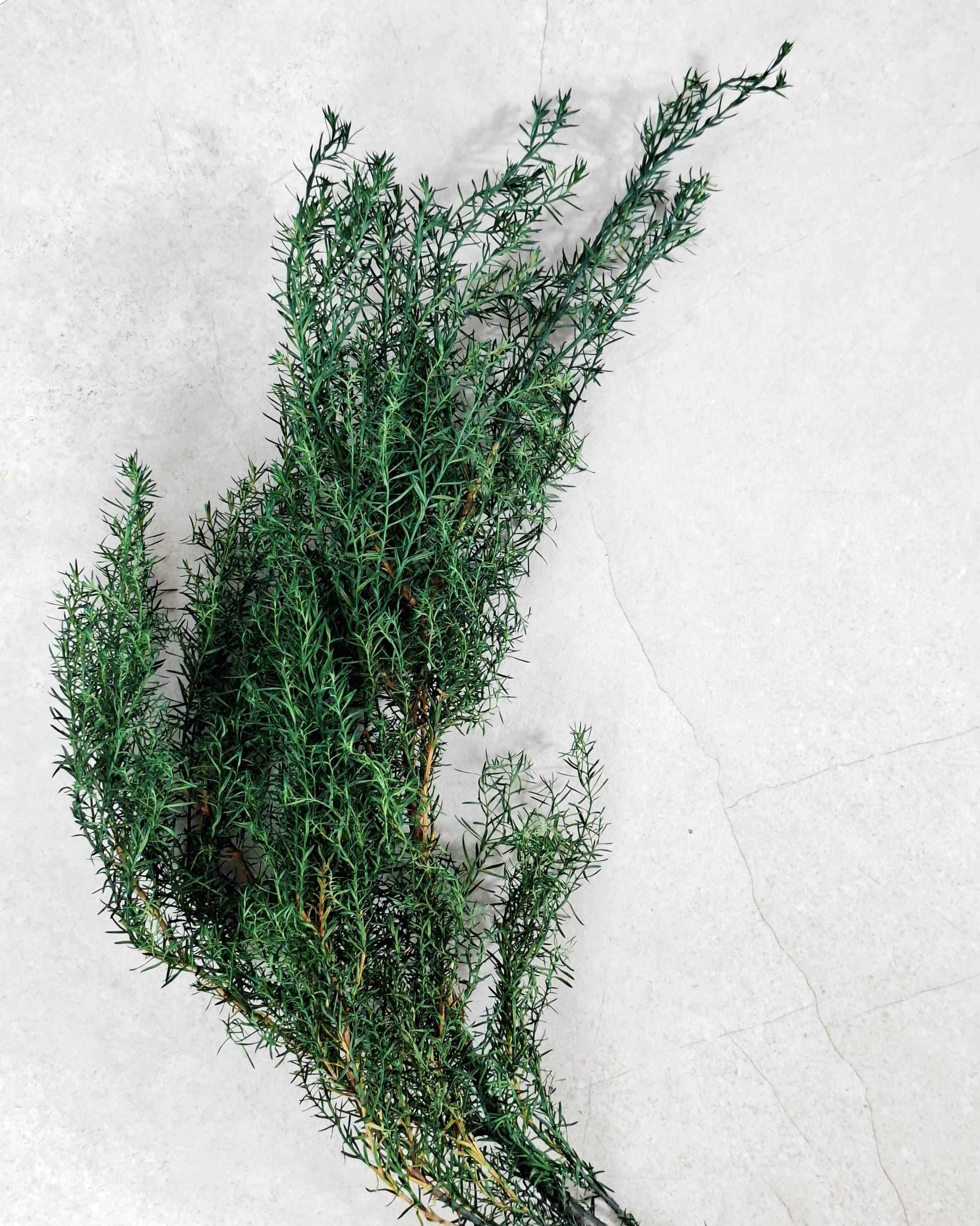 Stabilized Juniper Branch, Greenery Filler, Dried Green Foliage, Floral Supply, Wedding Greenery, Bouquet Filler, DIY Decor