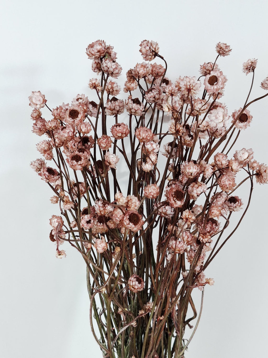 Dried Ammobium Stems | Preserved Flowers Supply | Dusty Rose Dried Flowers | Floral Material | DIY Craft Flowers | Wedding Floristry