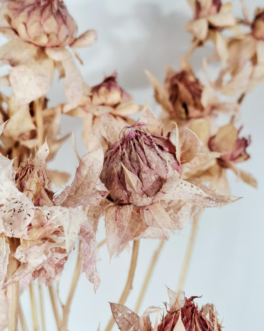 Dried Safflower Stems, Natural Blush Pink Beige Flowers, Dried Flower Material, Floristry Supply, Craft Flowers, Boho Decor