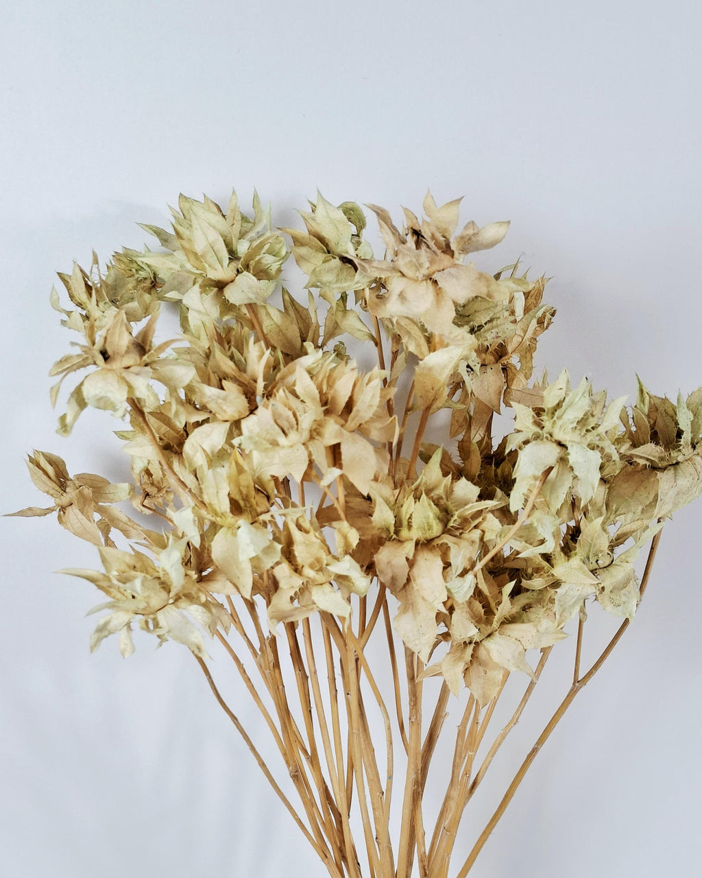 Dried Safflower Stems, Beige Sage Dried Flowers, Natural Stabilized Florist Supply, Dried Flower Material, Craft Flowers