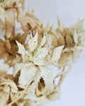 Dried Safflower Stems, Beige Sage Dried Flowers, Natural Stabilized Florist Supply, Dried Flower Material, Craft Flowers