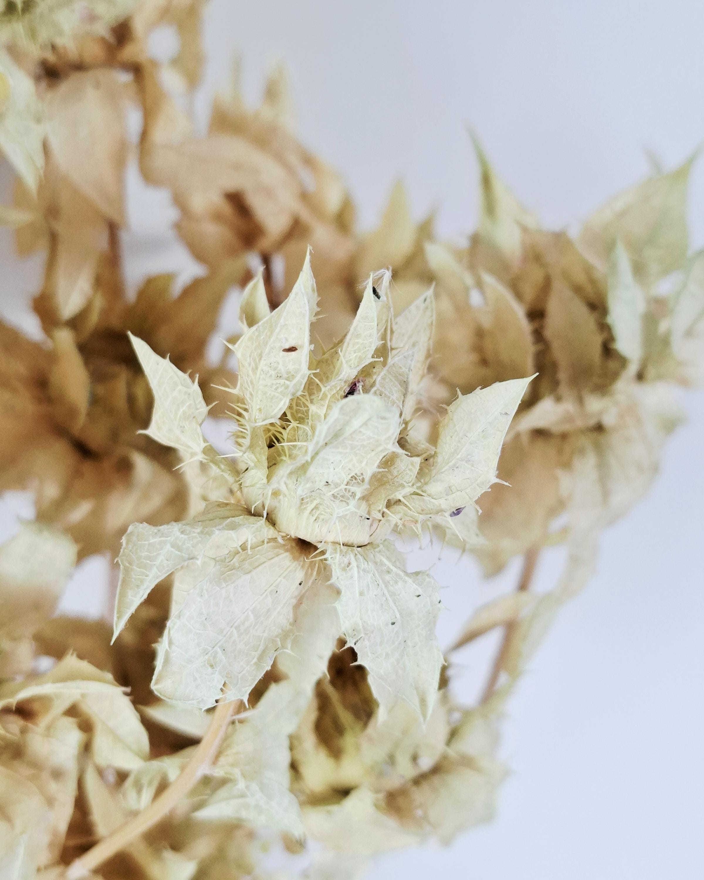 Dried Safflower Stems, Beige Sage Dried Flowers, Natural Stabilized Florist Supply, Dried Flower Material, Craft Flowers