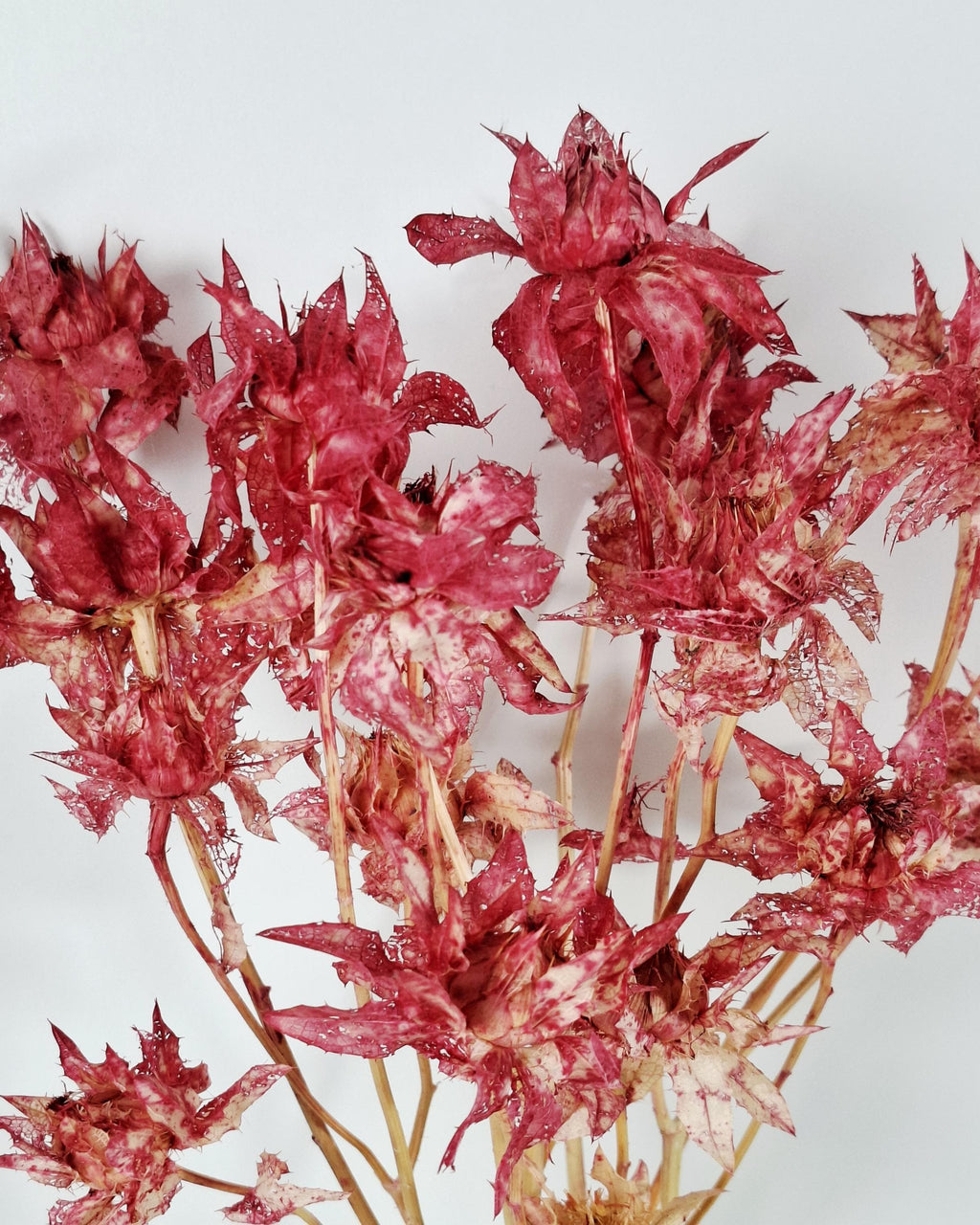 Dried Safflower Stems, Bright Pink Dried Flowers, Hot Pink Floral Material, Textured Botanical Stems, Craft Supply