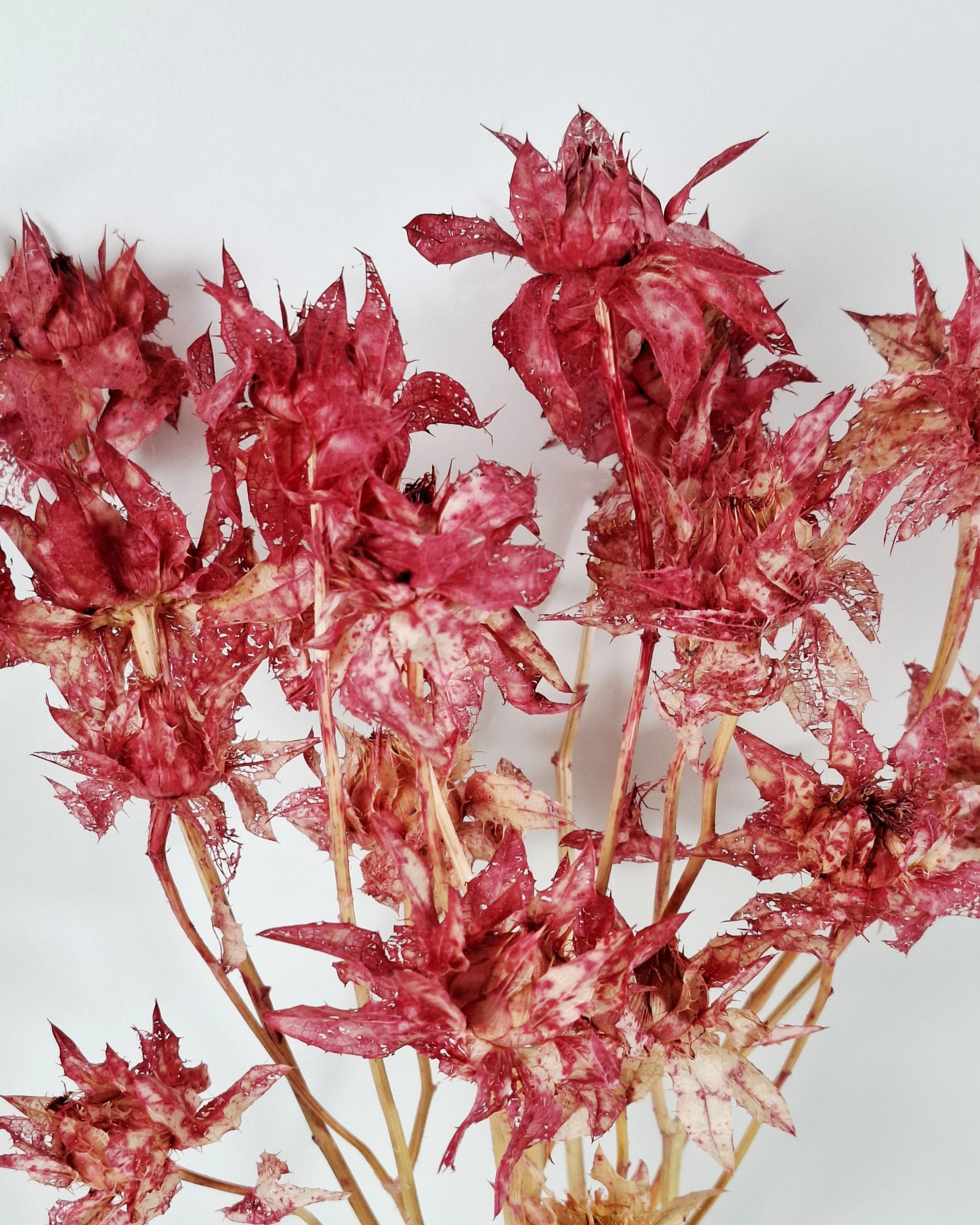Dried Safflower Stems, Bright Pink Dried Flowers, Hot Pink Floral Material, Textured Botanical Stems, Craft Supply
