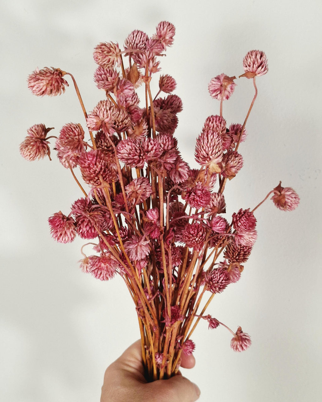 Pink Globe Amaranth Stems | Preserved Gomphrena Flowers | Dried Floral Supply | Pink Dried Flowers | Florist Material