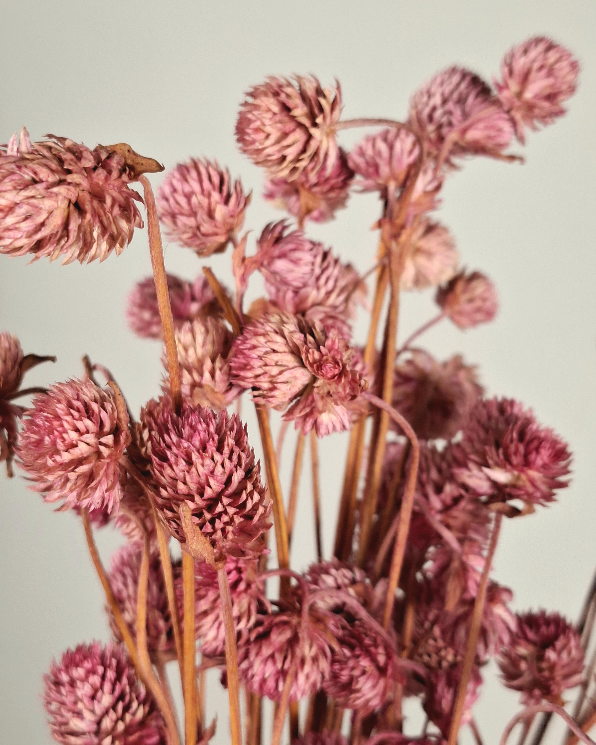 Pink Globe Amaranth Stems | Preserved Gomphrena Flowers | Dried Floral Supply | Pink Dried Flowers | Florist Material