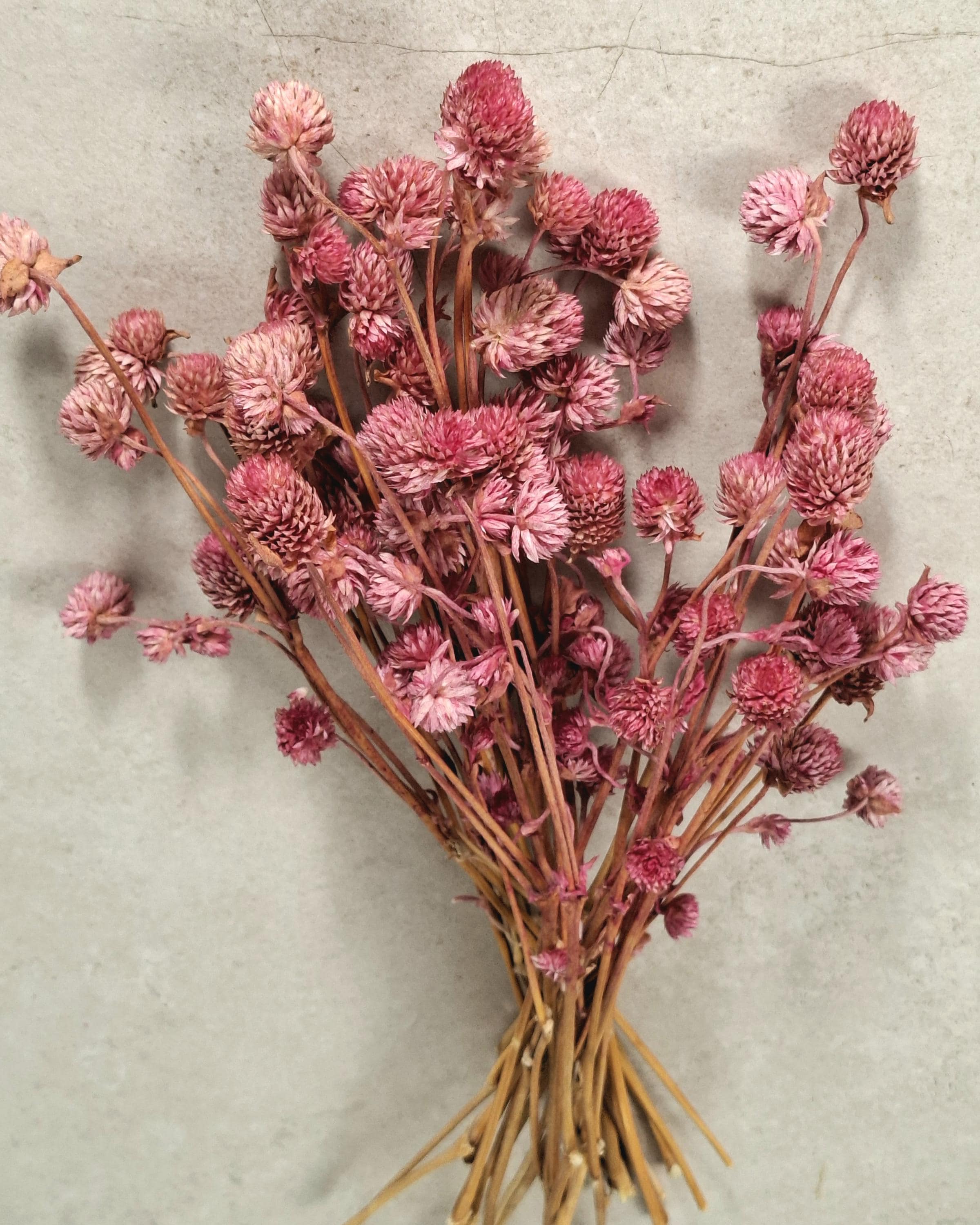 Pink Globe Amaranth Stems | Preserved Gomphrena Flowers | Dried Floral Supply | Pink Dried Flowers | Florist Material