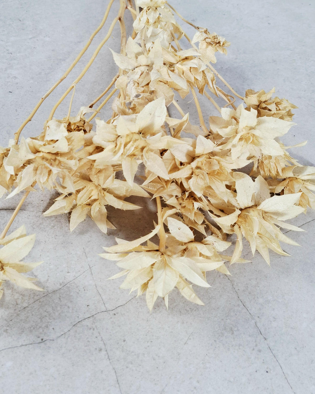 Stabilized Saffron Stems | Cream Beige Dried Flowers | Natural Florist Supply | Neutral Botanical Material | DIY Craft Flowers