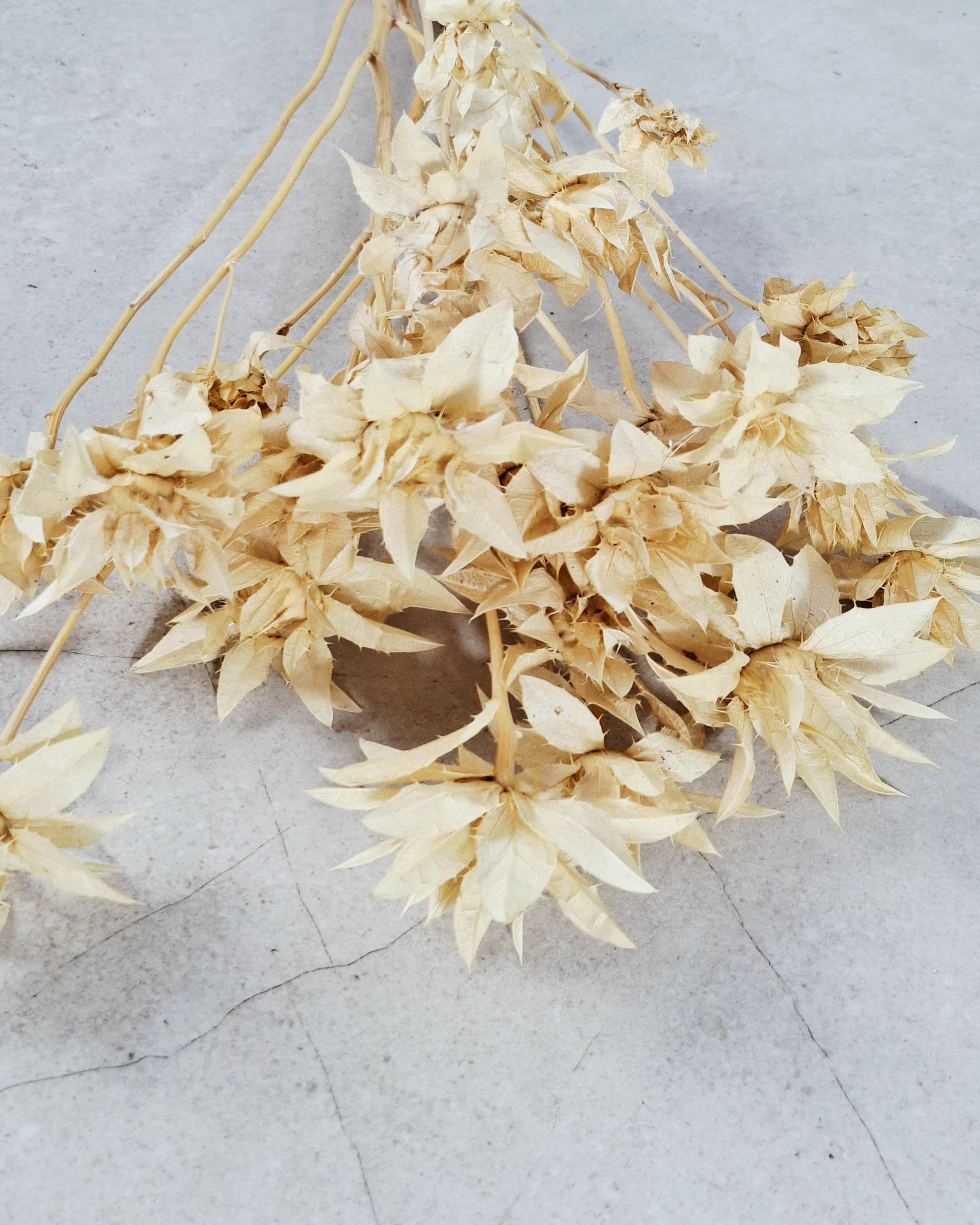 Stabilized Saffron Stems | Cream Beige Dried Flowers | Natural Florist Supply | Neutral Botanical Material | DIY Craft Flowers