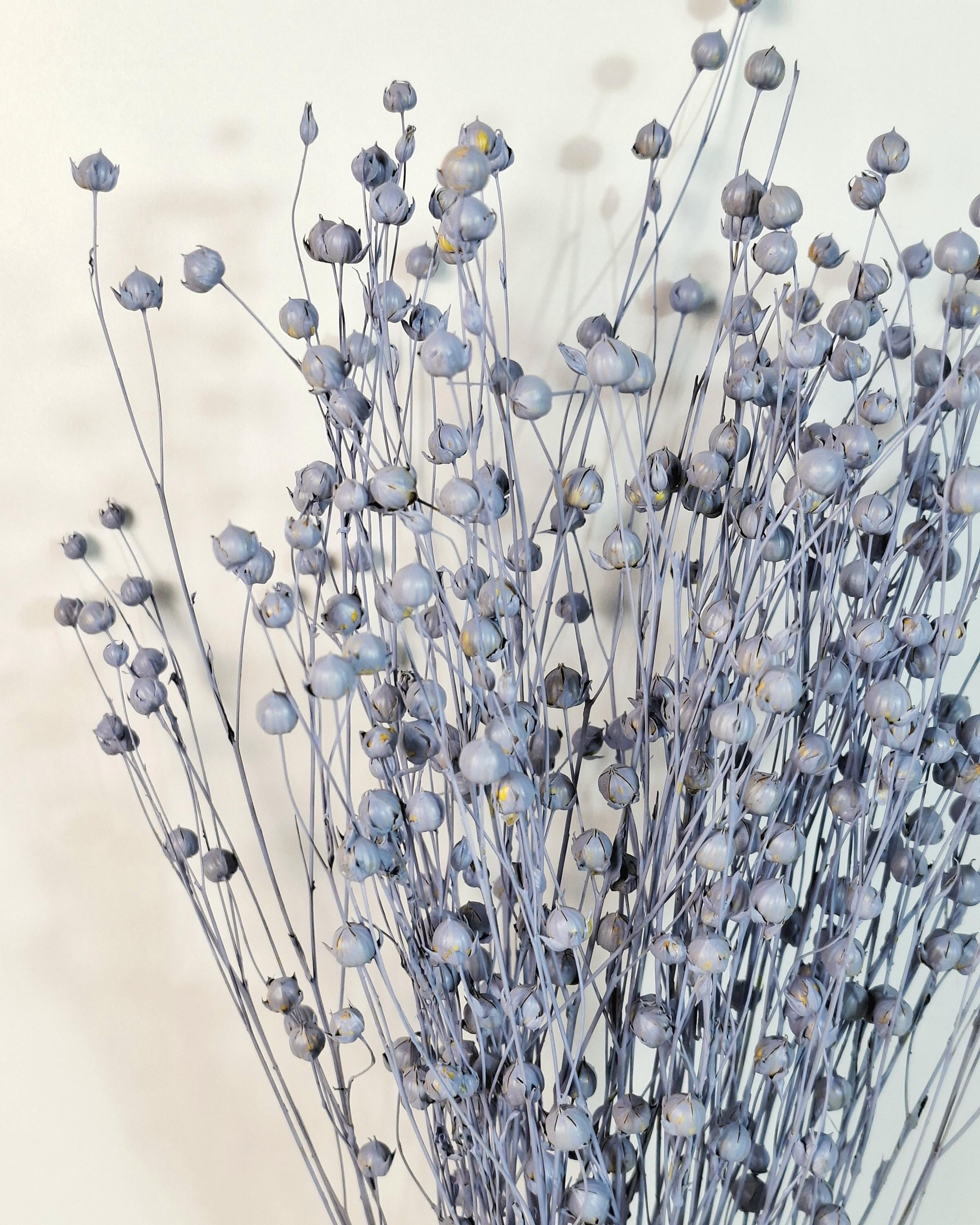 Dusty Blue Dried Flax Stems | Preserved Flax Bundle | Dried Botanical Stems | Florist Supply | Blue Dried Flowers