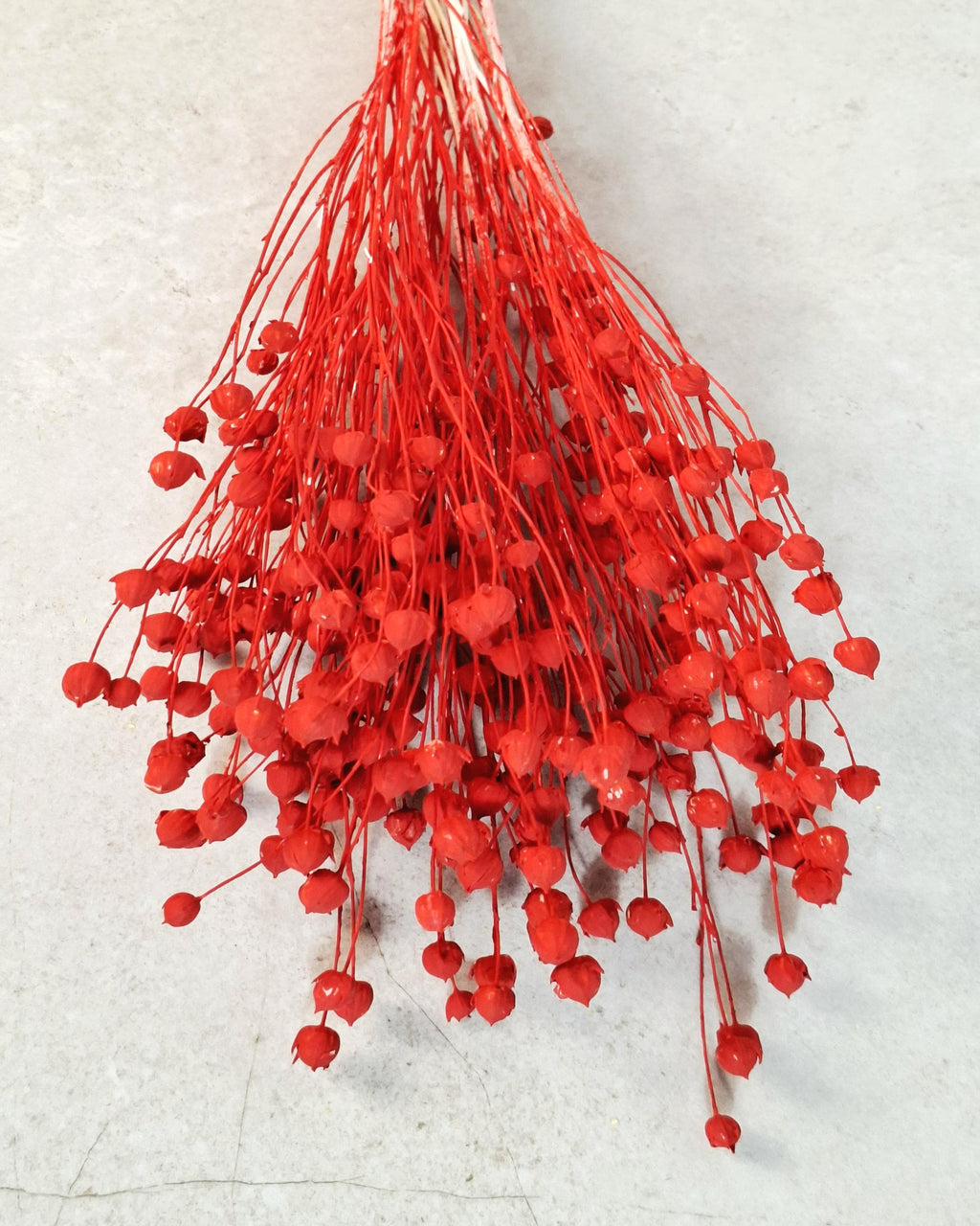 Bright Red Dried Flax Stems | Preserved Flax Stems | Florist Supply | Dyed Botanical Stems