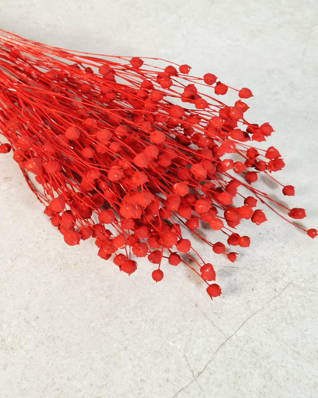 Bright Red Dried Flax Stems | Preserved Flax Stems | Florist Supply | Dyed Botanical Stems