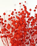 Bright Red Dried Flax Stems | Preserved Flax Stems | Florist Supply | Dyed Botanical Stems