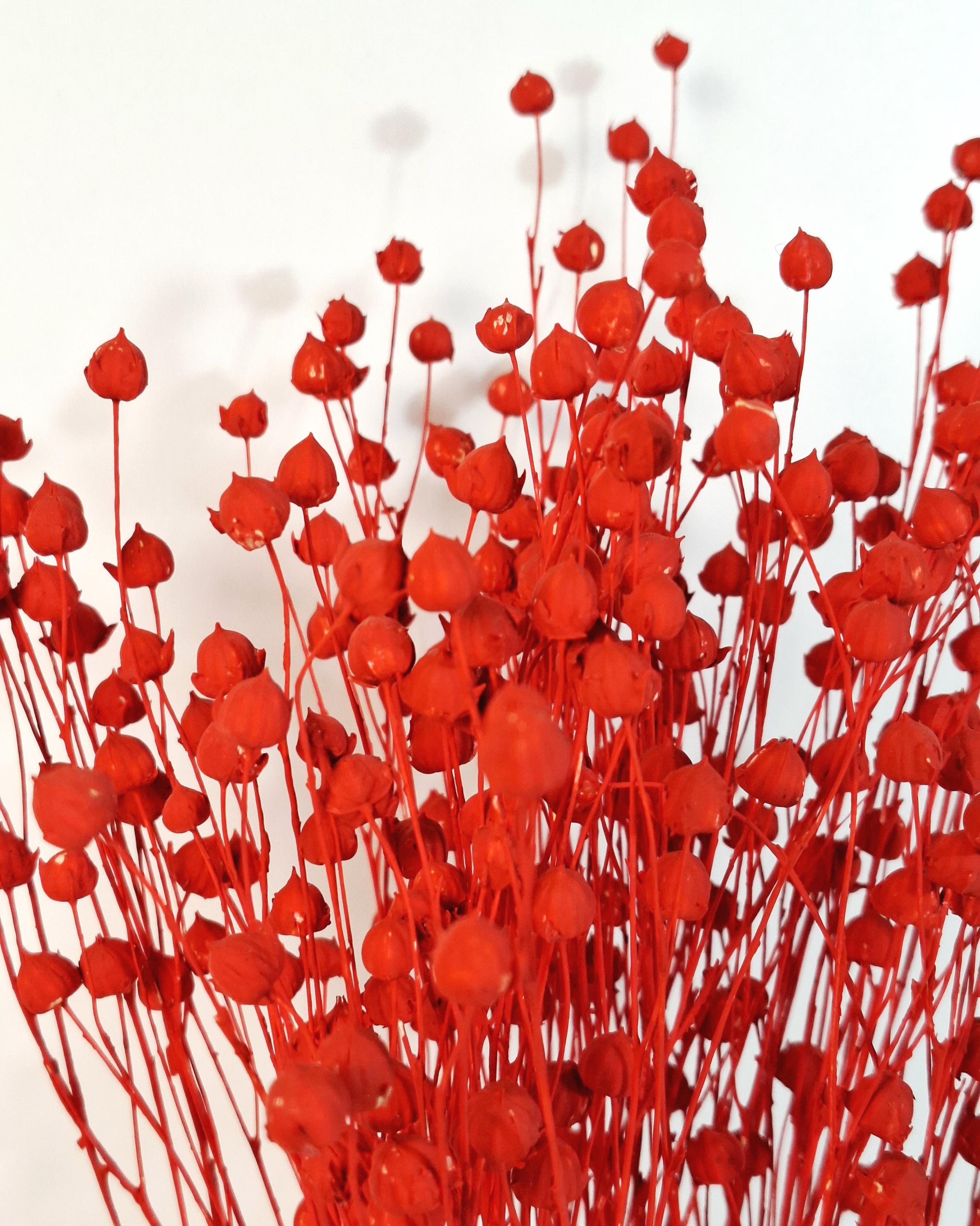 Bright Red Dried Flax Stems | Preserved Flax Stems | Florist Supply | Dyed Botanical Stems