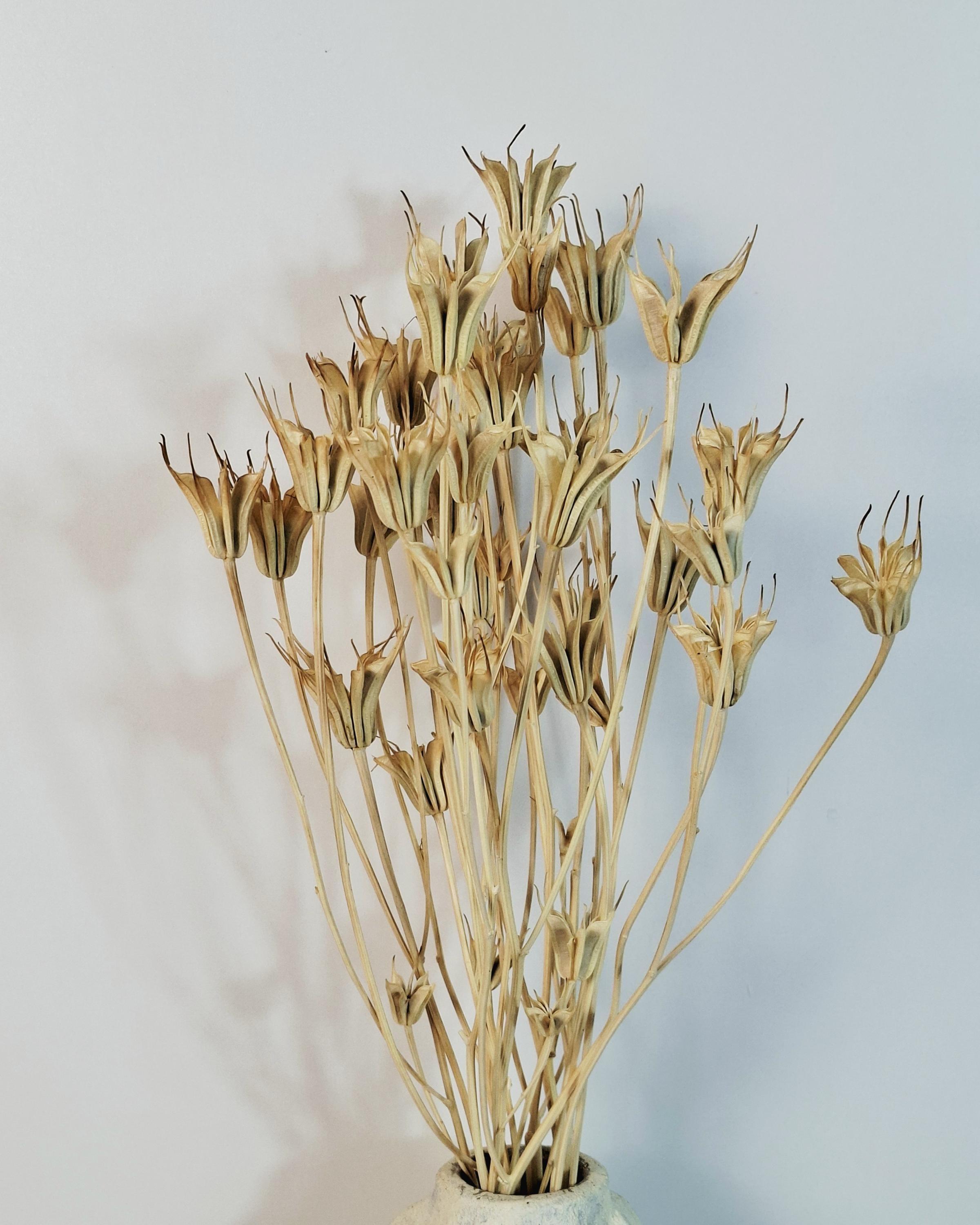 Natural Nigella Pods | Dried Nigella Flowers | Seed Pods | Florist Supply | Botanical Dried Flowers