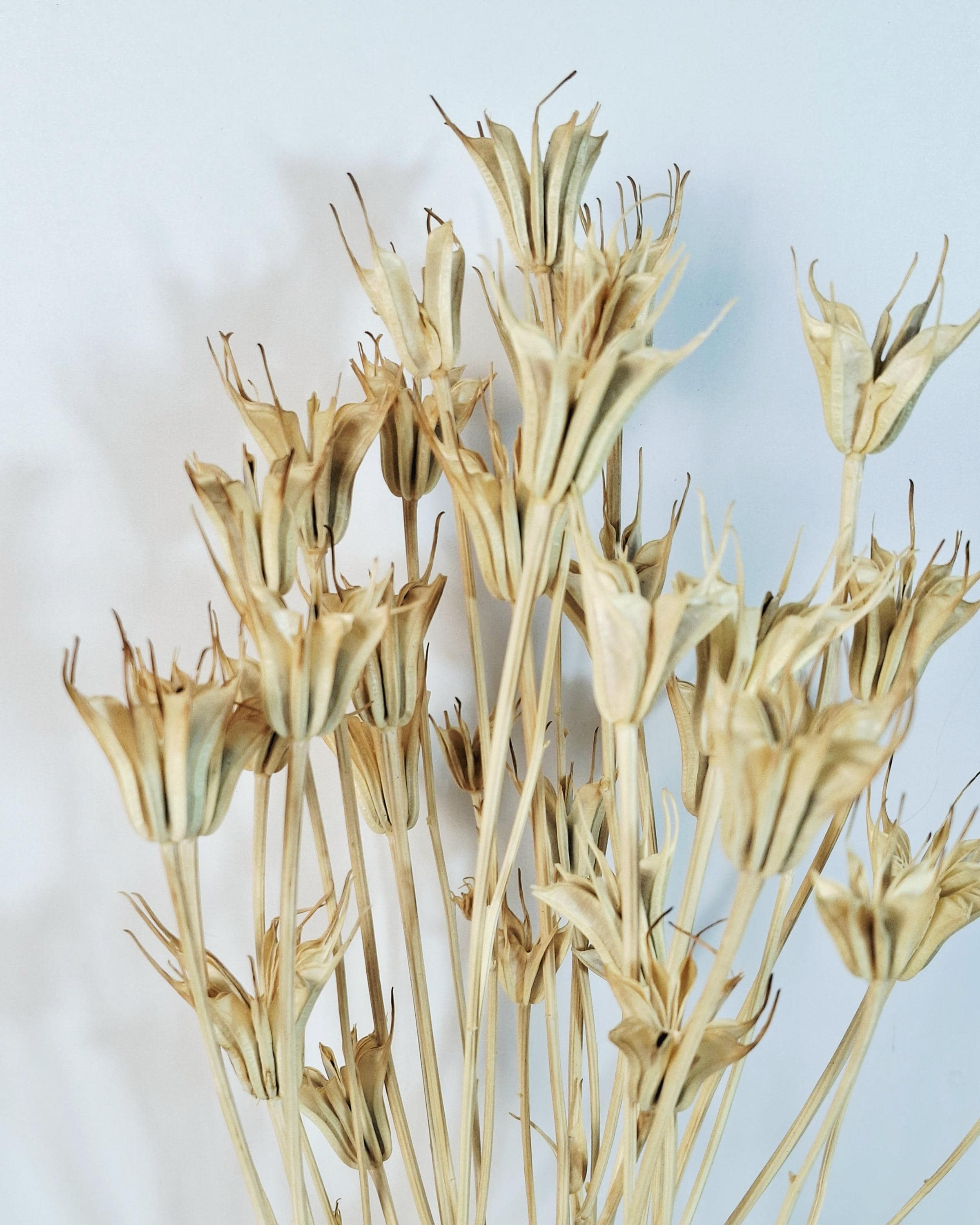 Natural Nigella Pods | Dried Nigella Flowers | Seed Pods | Florist Supply | Botanical Dried Flowers
