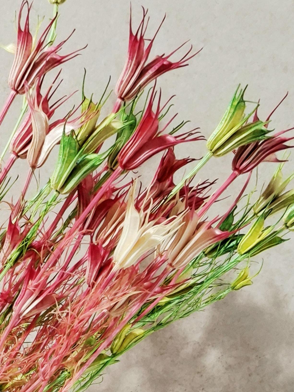 Dried Nigella Stems Pink Green, Natural Beige Mix, Preserved Nigella, Floral Supply for DIY, Wedding Decor, Dried Flower Stems
