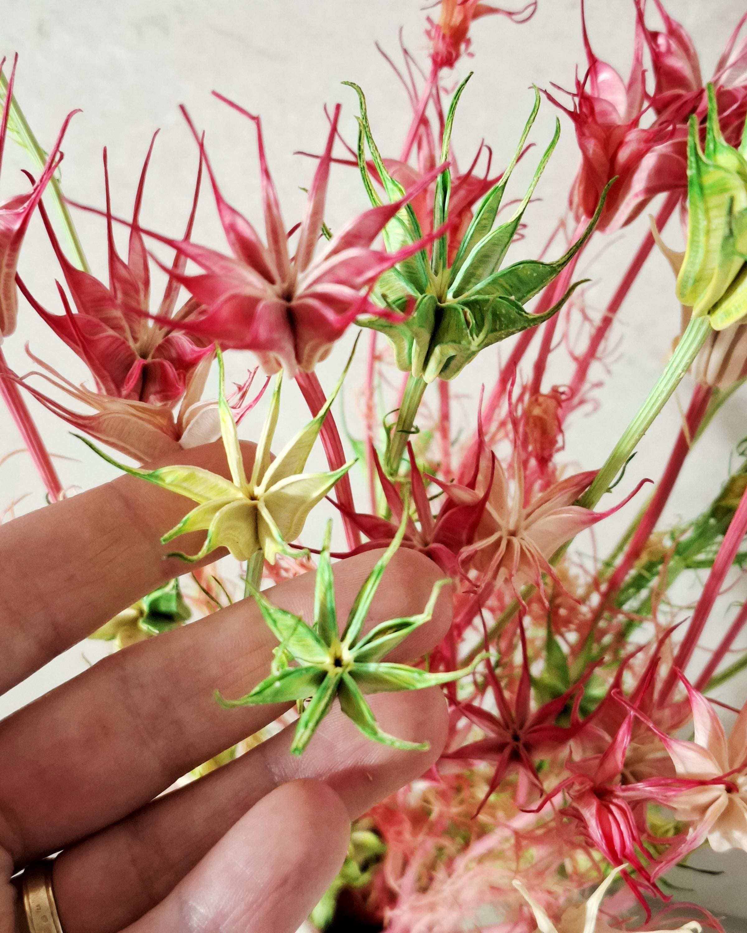 Dried Nigella Stems Pink Green, Natural Beige Mix, Preserved Nigella, Floral Supply for DIY, Wedding Decor, Dried Flower Stems