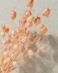 Dried Nigella Pods Soft Pink, Blush Pink Nigella, Preserved Flowers, Floral Supply for DIY, Wedding Decor, Dried Flower Pods