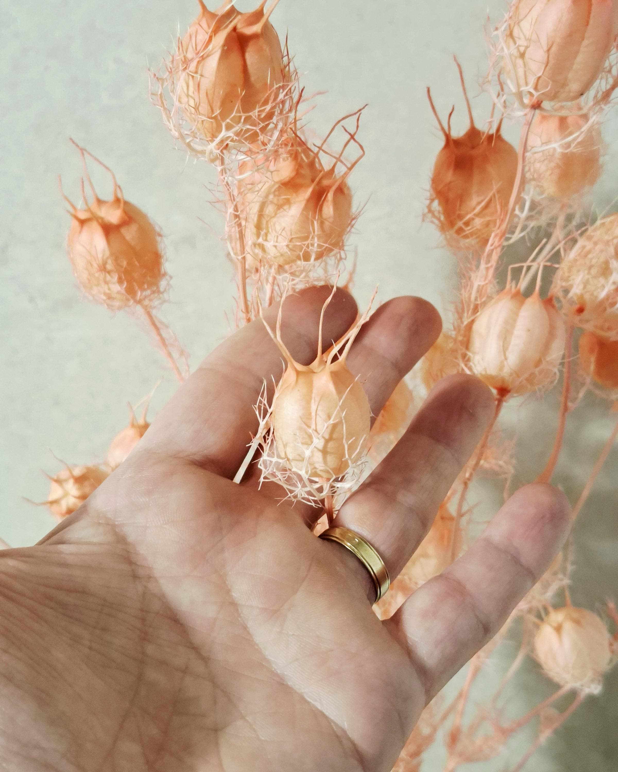 Dried Nigella Pods Soft Pink, Blush Pink Nigella, Preserved Flowers, Floral Supply for DIY, Wedding Decor, Dried Flower Pods