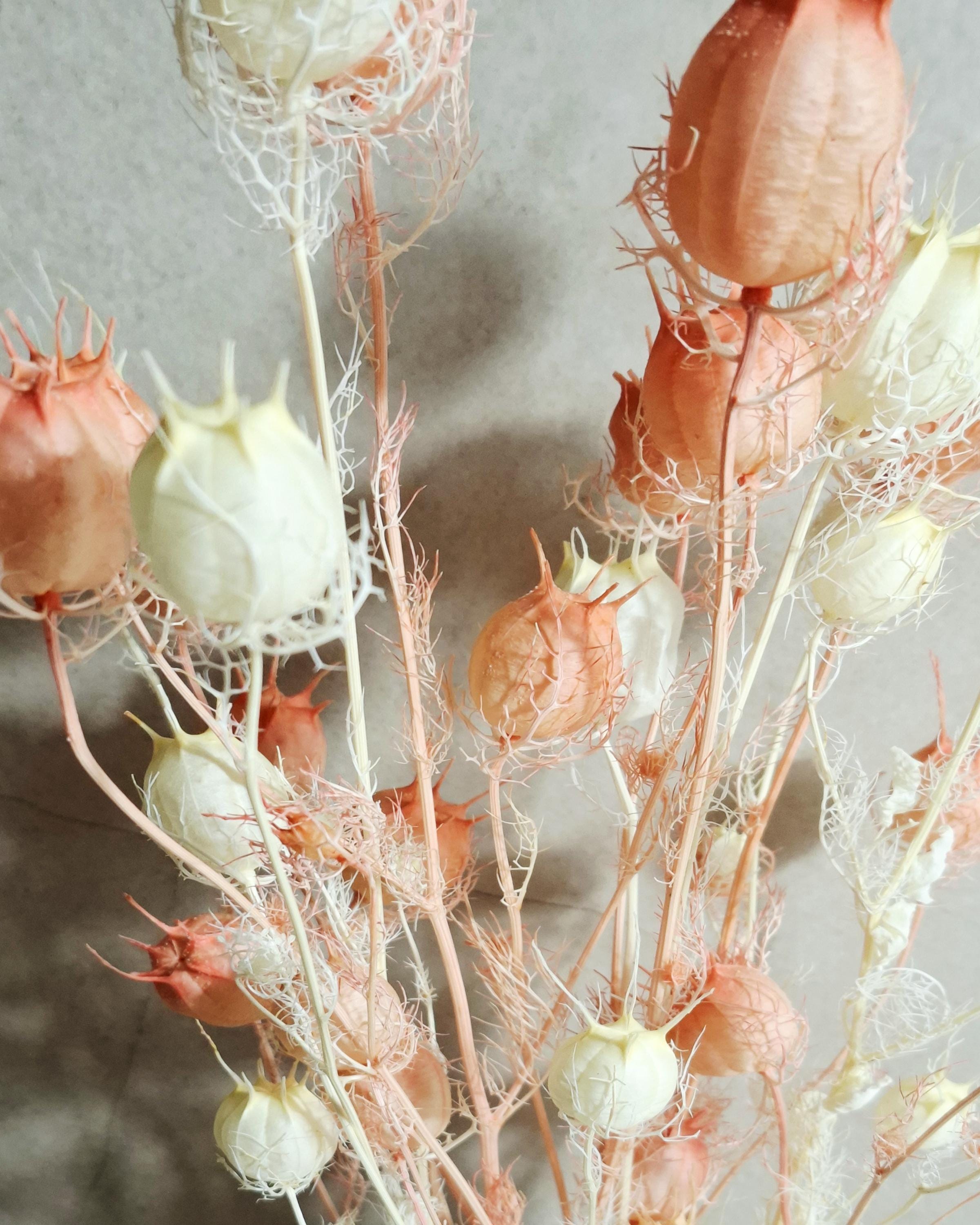 Dried Nigella Pods White Pink Mix, Soft Pink Nigella, Two Tone Nigella Pods, Preserved Flowers, Floral Supply, Wedding Decor