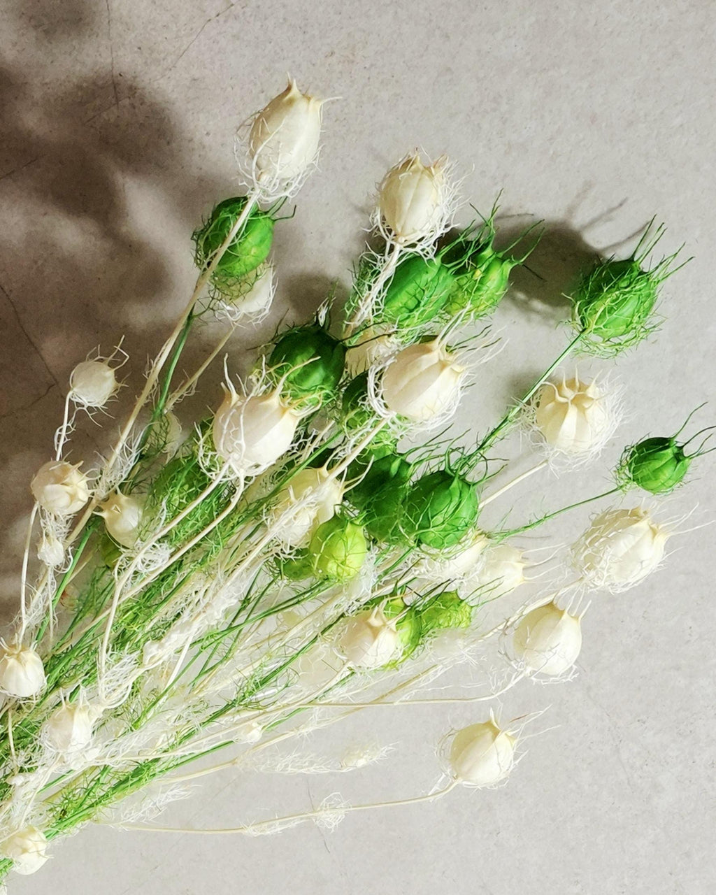Dried Nigella Pods White Green Mix / Natural Nigella Stems / Botanical Floral Supply / DIY Craft Flowers / Rustic Decor
