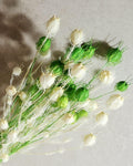 Dried Nigella Pods White Green Mix / Natural Nigella Stems / Botanical Floral Supply / DIY Craft Flowers / Rustic Decor