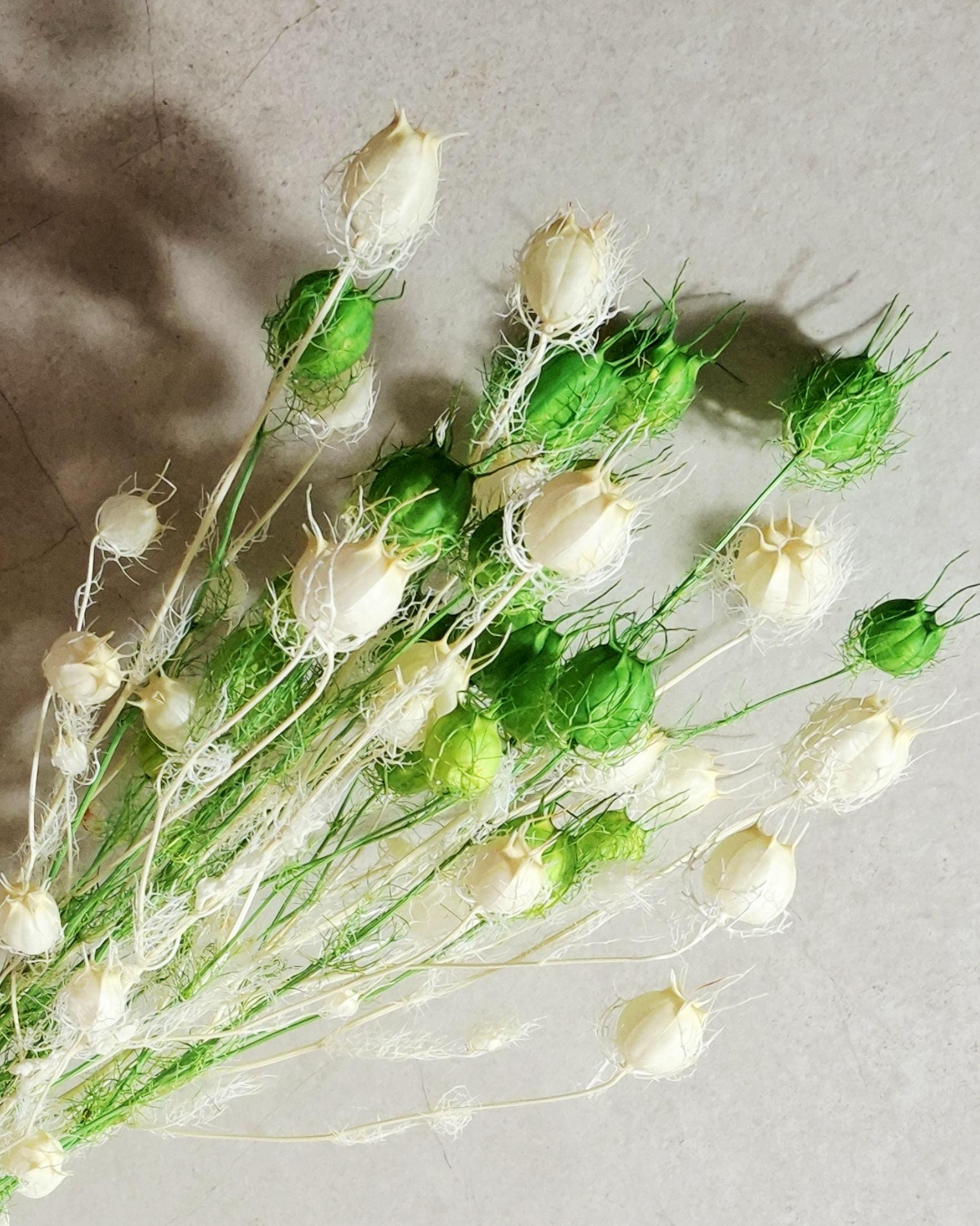 Dried Nigella Pods White Green Mix / Natural Nigella Stems / Botanical Floral Supply / DIY Craft Flowers / Rustic Decor