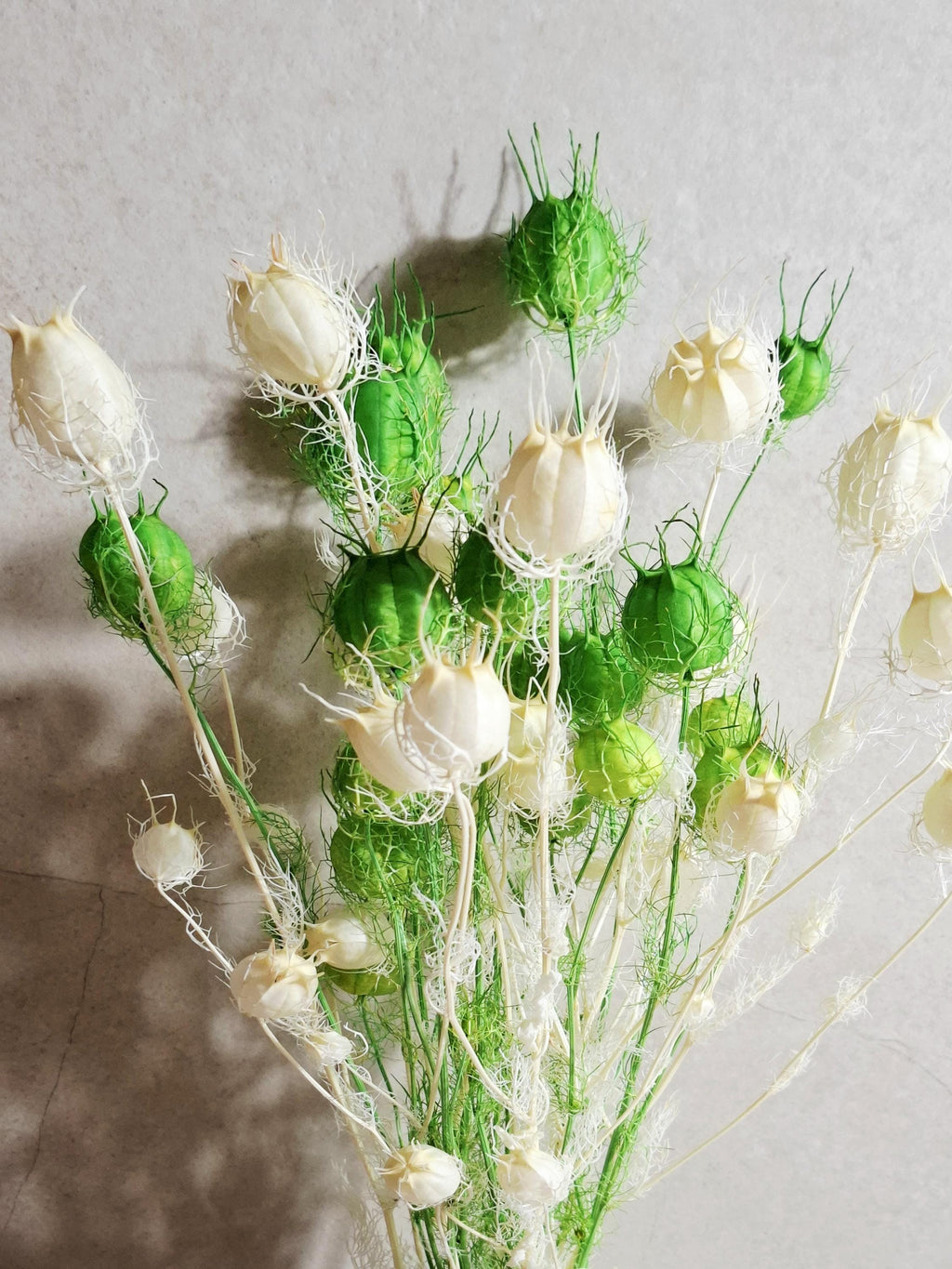 Dried Nigella Pods White Green Mix / Natural Nigella Stems / Botanical Floral Supply / DIY Craft Flowers / Rustic Decor
