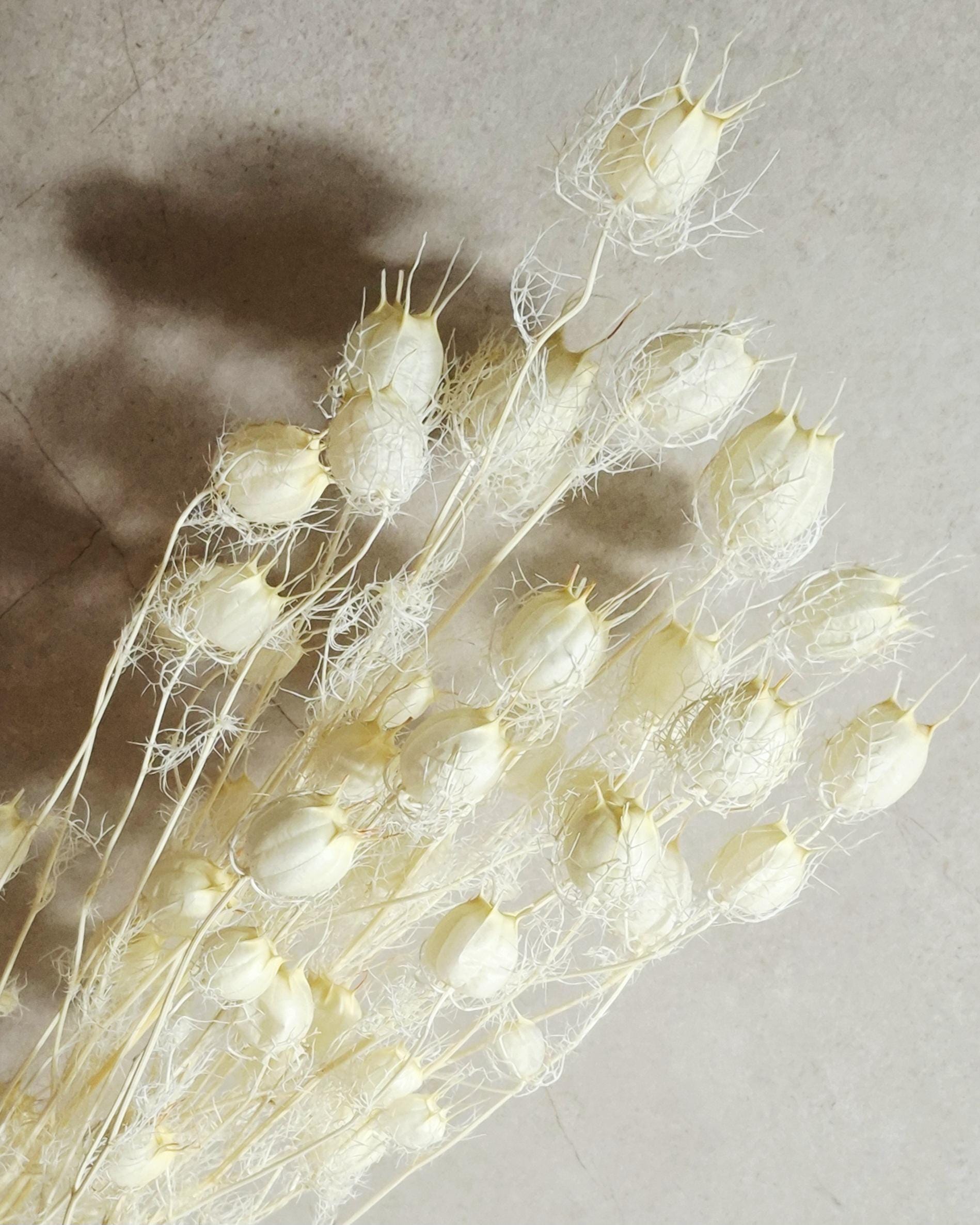 Dried Nigella Pods White / Natural White Nigella Stems / Botanical Floral Supply / Wedding Flowers / DIY Craft Decor