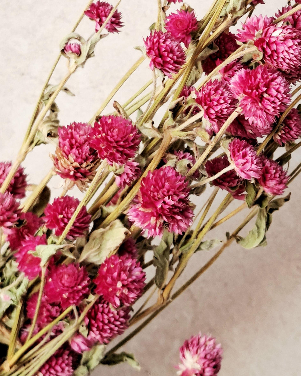 Pink Dried Gomphrena Stems, Dried Flowers for Florists, Bright Pink Flowers, Bouquet Supply, Vase Decor, DIY Floral Material