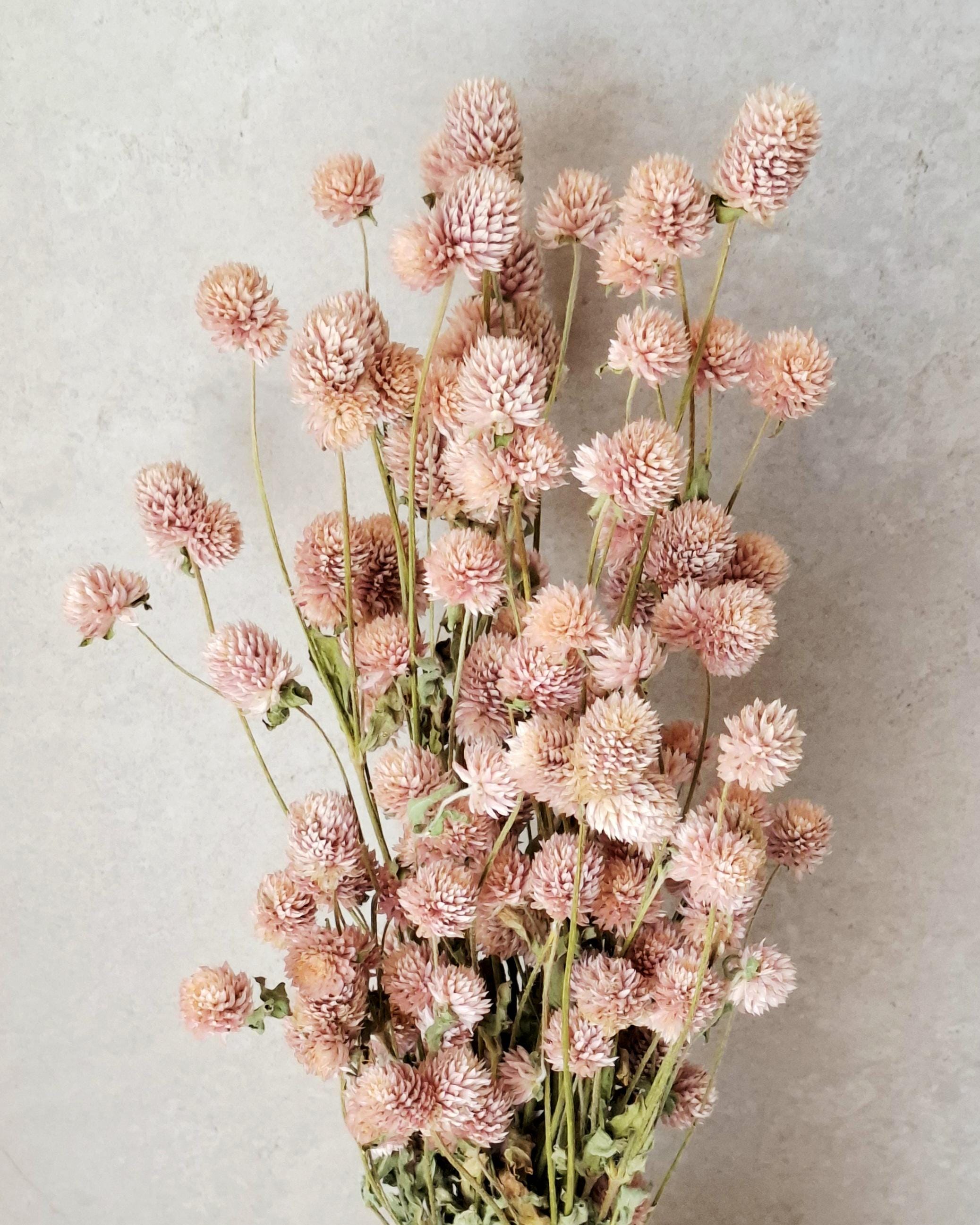Blush Pink Dried Gomphrena Stems, Soft Pink Dried Flowers, Dried Flower Stems for Florists, Wedding Decor, Vase Flowers, DIY Floral