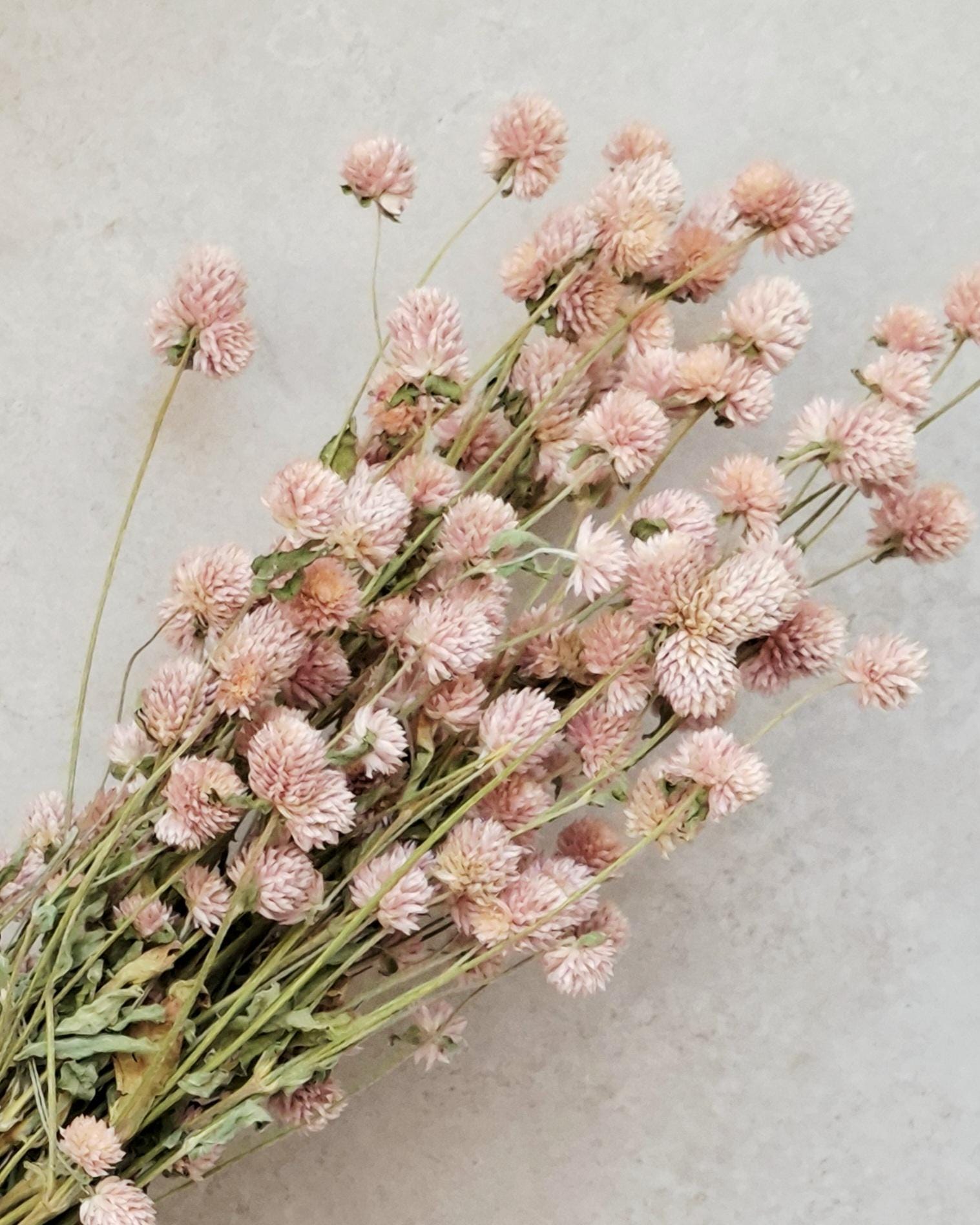 Blush Pink Dried Gomphrena Stems, Soft Pink Dried Flowers, Dried Flower Stems for Florists, Wedding Decor, Vase Flowers, DIY Floral