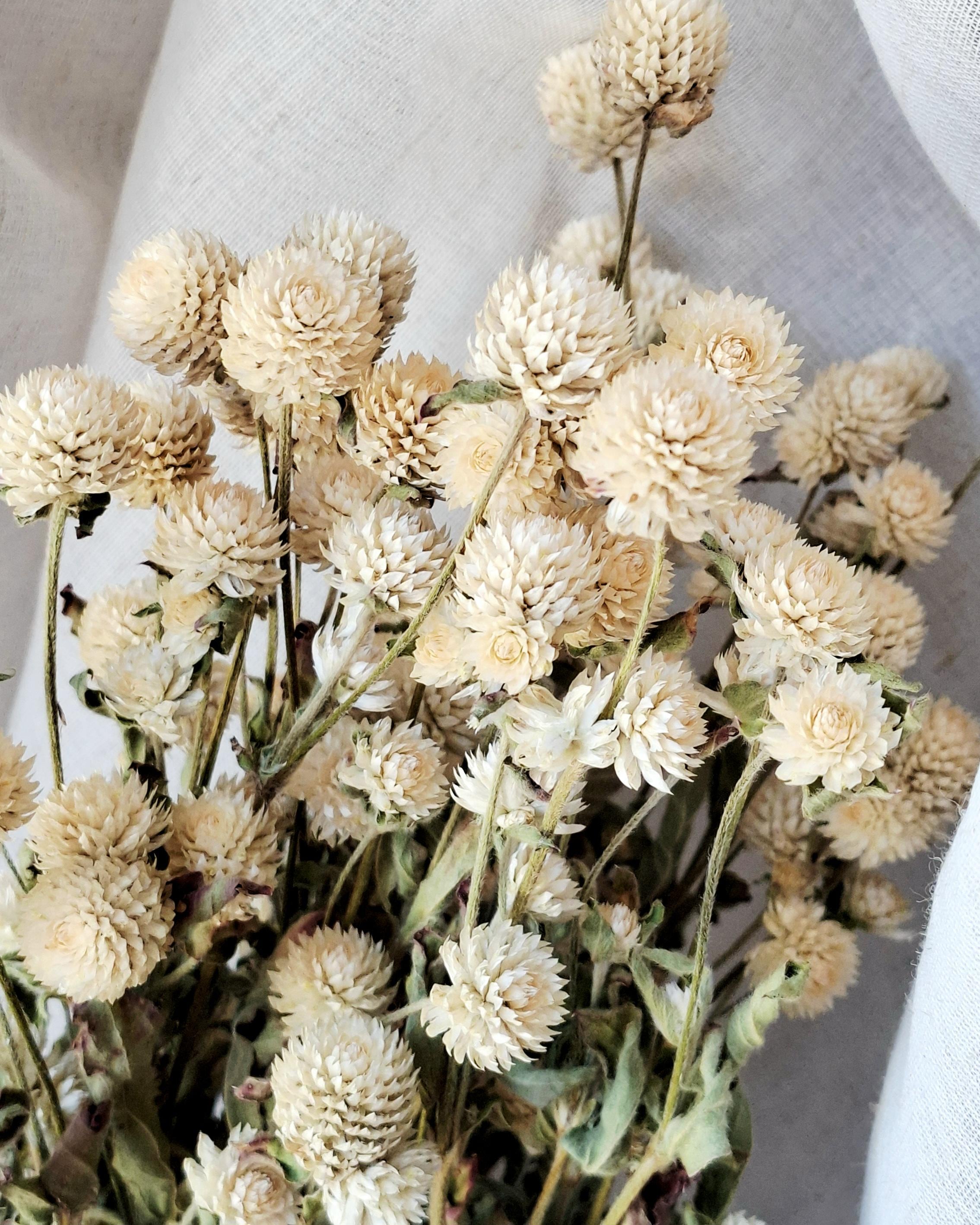 Dried Gomphrena Stems, Natural Ivory Dried Flowers, Dried Flower Material, Florist Supply, DIY Craft Flowers, Neutral Floral Decor