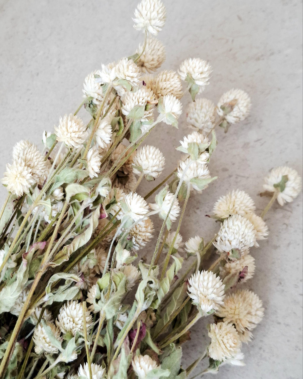 Dried Gomphrena Stems, Natural Ivory Dried Flowers, Dried Flower Material, Florist Supply, DIY Craft Flowers, Neutral Floral Decor
