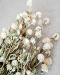 Dried Gomphrena Stems, Natural Ivory Dried Flowers, Dried Flower Material, Florist Supply, DIY Craft Flowers, Neutral Floral Decor