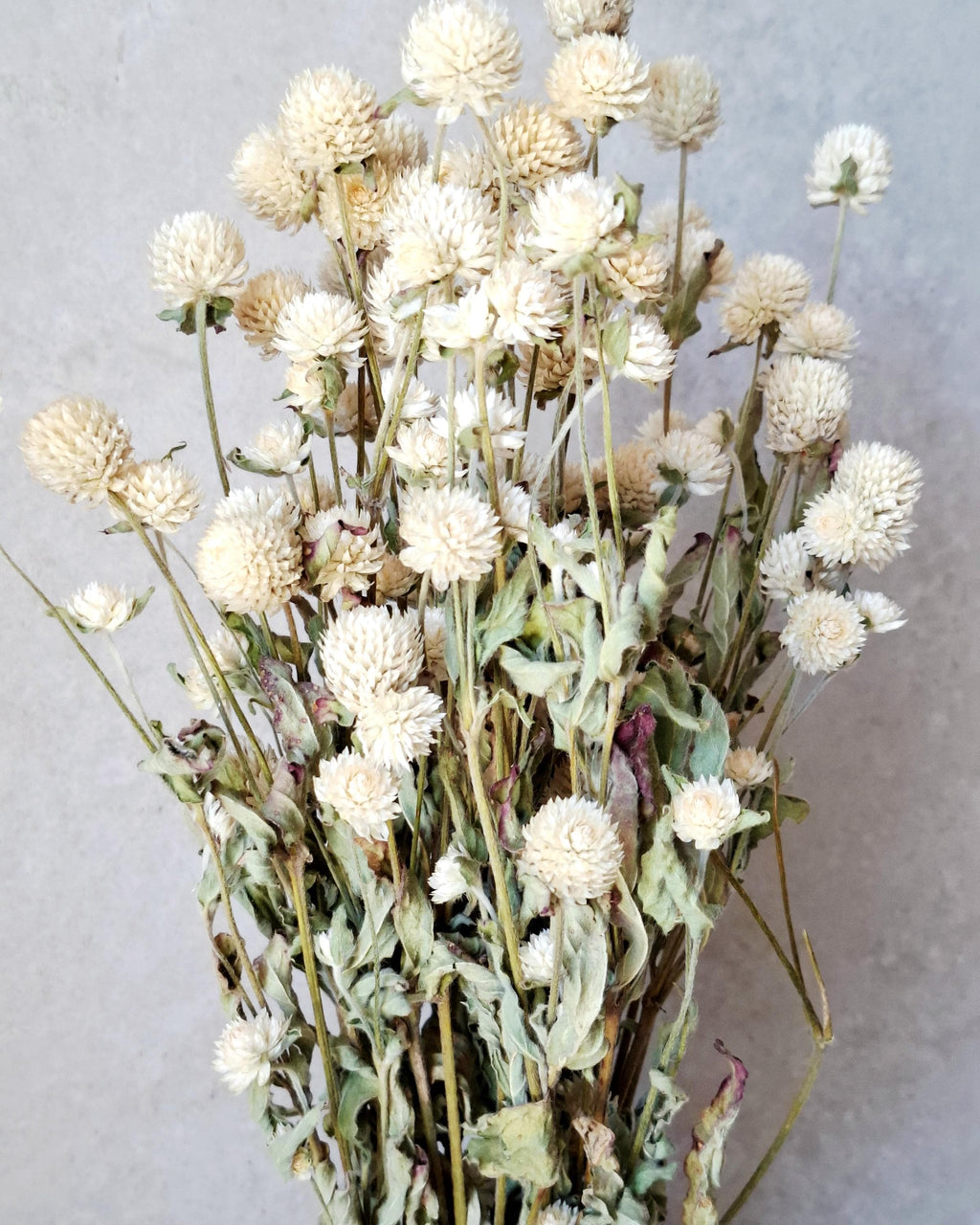 Dried Gomphrena Stems, Natural Ivory Dried Flowers, Dried Flower Material, Florist Supply, DIY Craft Flowers, Neutral Floral Decor