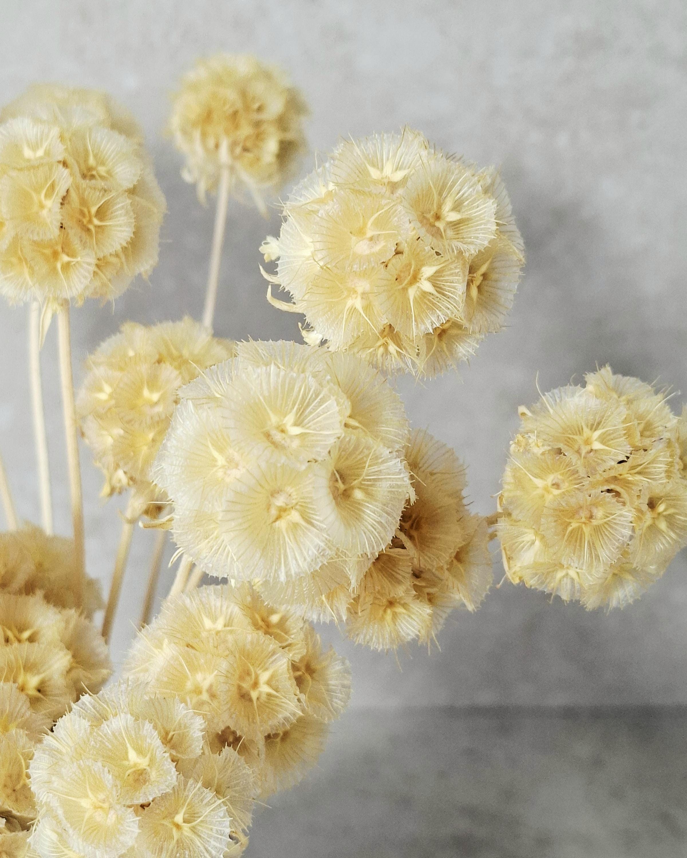 Dried Scabiosa Pods Stems, Natural Beige Dried Flowers, Floral Supply for Florists, DIY Crafts, Neutral Decor, Wedding Material
