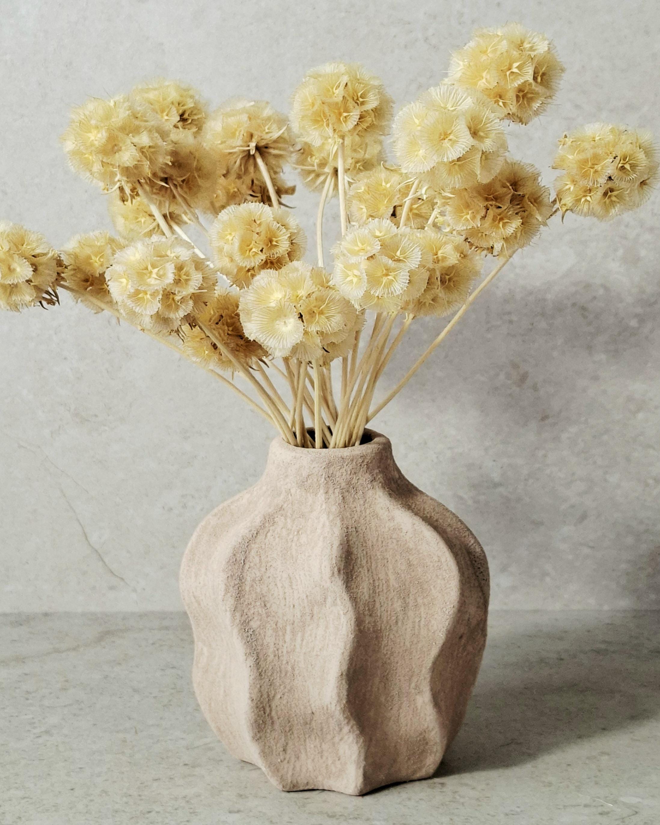 Dried Scabiosa Pods Stems, Natural Beige Dried Flowers, Floral Supply for Florists, DIY Crafts, Neutral Decor, Wedding Material