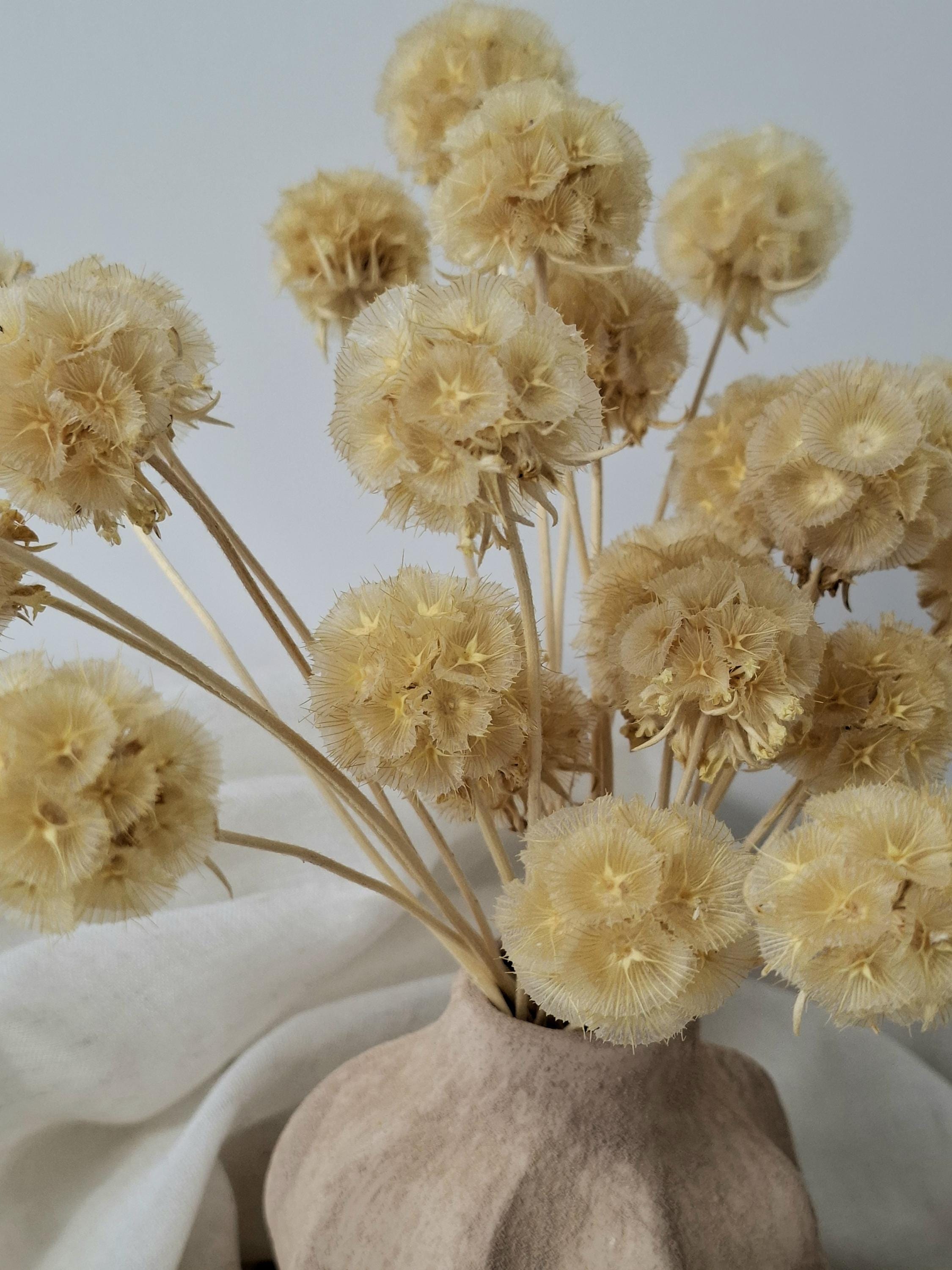 Dried Scabiosa Pods Stems, Natural Beige Dried Flowers, Floral Supply for Florists, DIY Crafts, Neutral Decor, Wedding Material