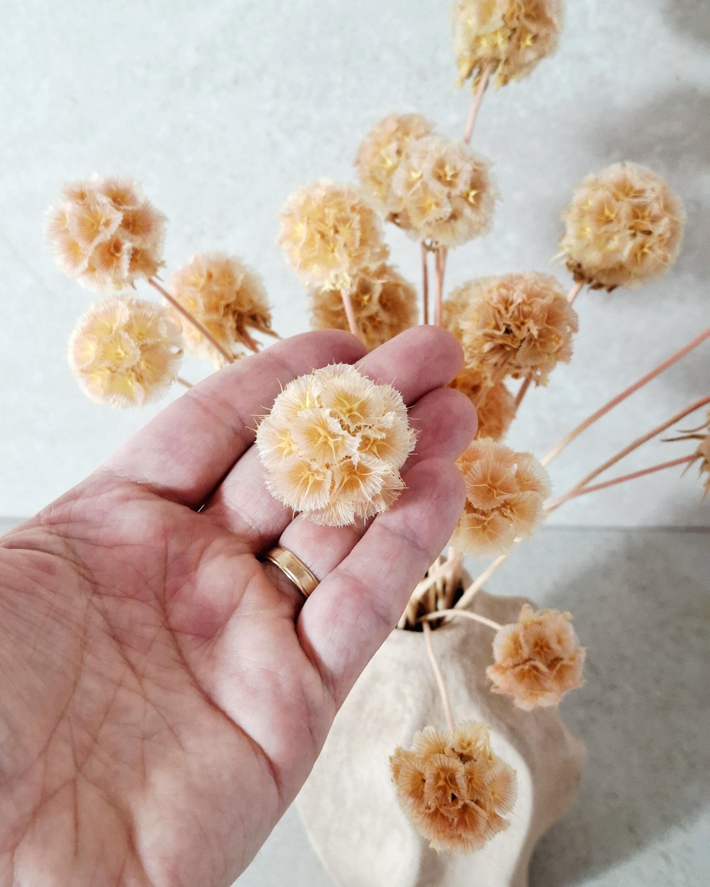Dried Scabiosa Pods, Natural Peach Beige Stems, Dried Flower Supply, Floral Material for Florists, DIY Craft Flowers
