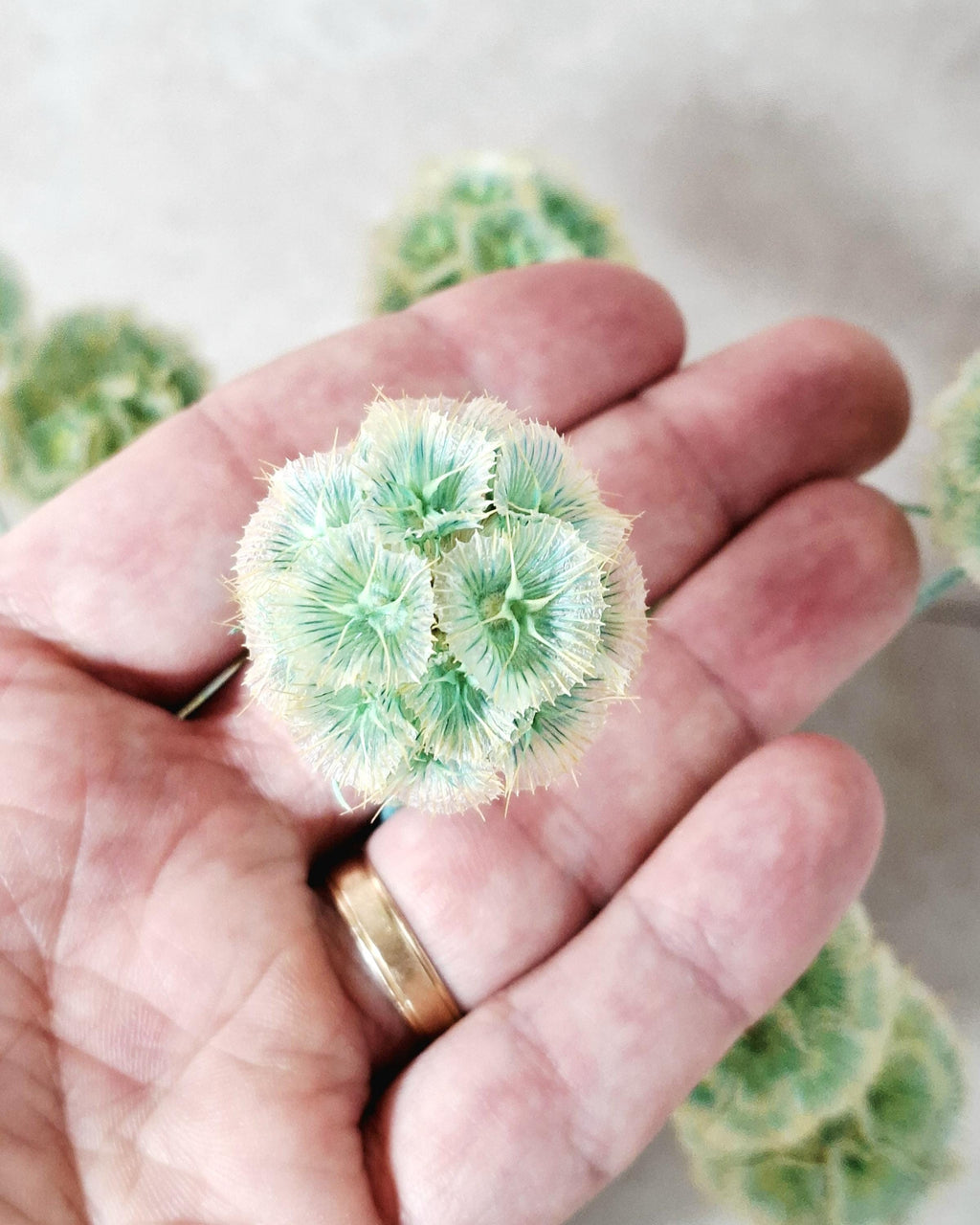 Mint Green Dried Scabiosa Pods Stems, Natural Dried Flower Stems, Florist Supply, Wedding Decor, DIY Craft, Neutral Home Decor