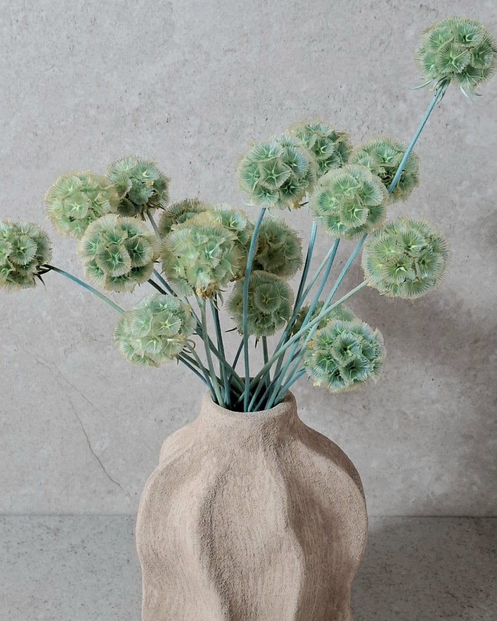 Mint Green Dried Scabiosa Pods Stems, Natural Dried Flower Stems, Florist Supply, Wedding Decor, DIY Craft, Neutral Home Decor