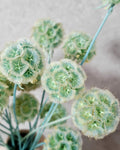 Mint Green Dried Scabiosa Pods Stems, Natural Dried Flower Stems, Florist Supply, Wedding Decor, DIY Craft, Neutral Home Decor