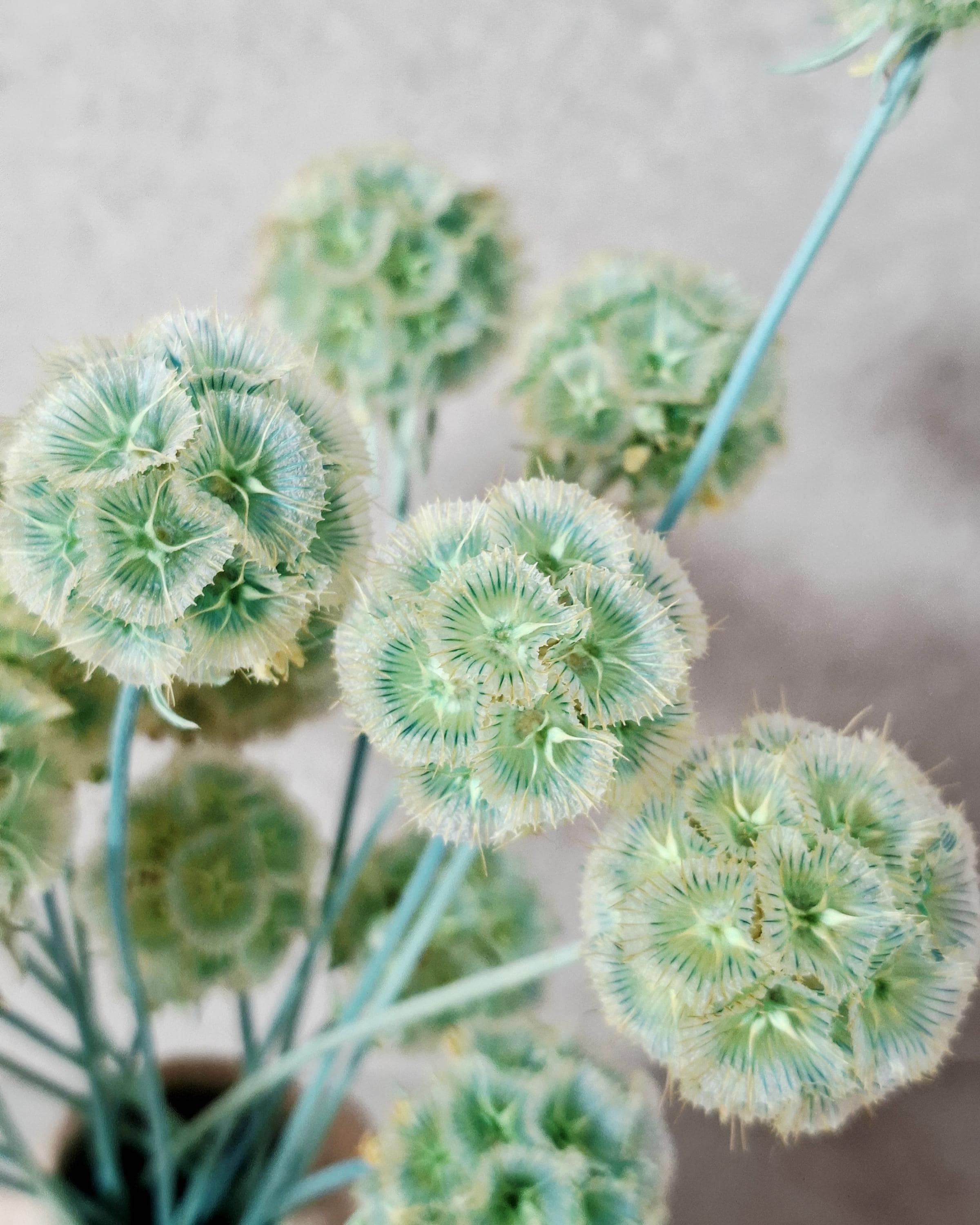 Mint Green Dried Scabiosa Pods Stems, Natural Dried Flower Stems, Florist Supply, Wedding Decor, DIY Craft, Neutral Home Decor
