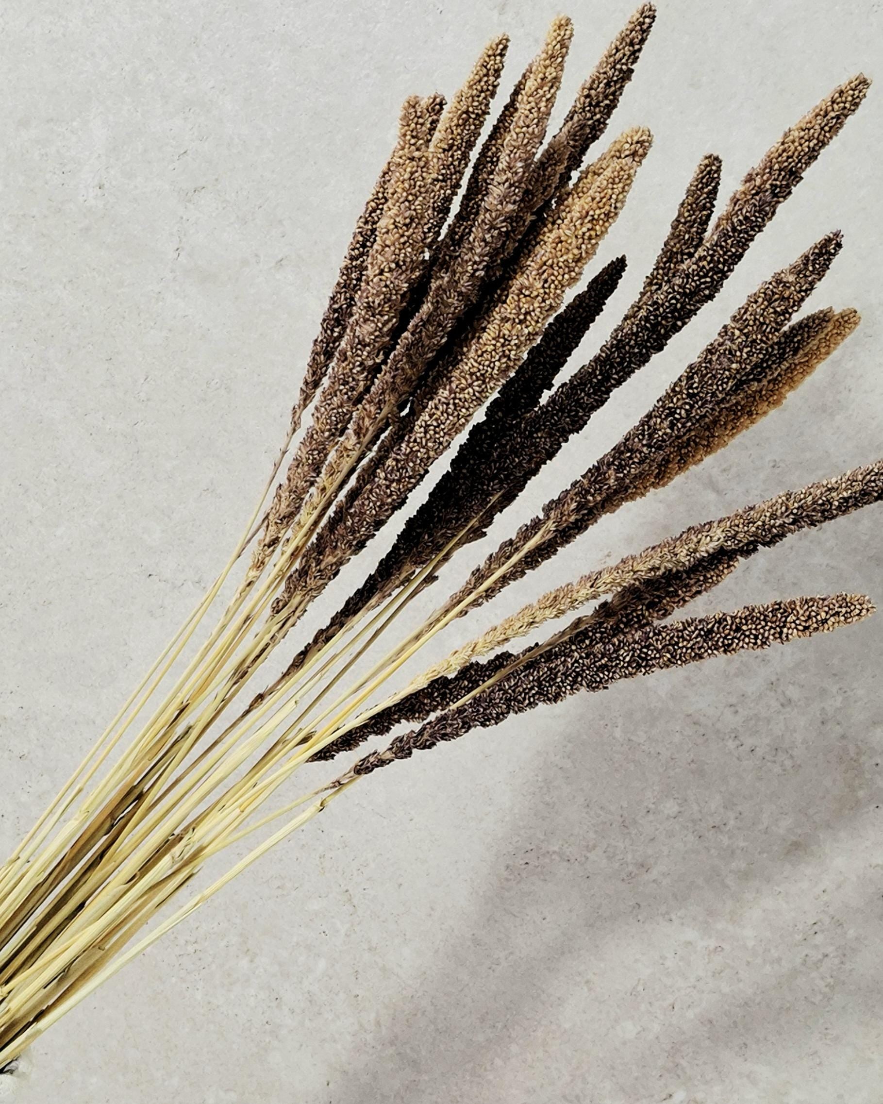 Dried Setaria Grass Natural Brown Beige, Bunny Tail Grass Stems, Floral Supply, Dried Grass for Florists, Neutral Decor