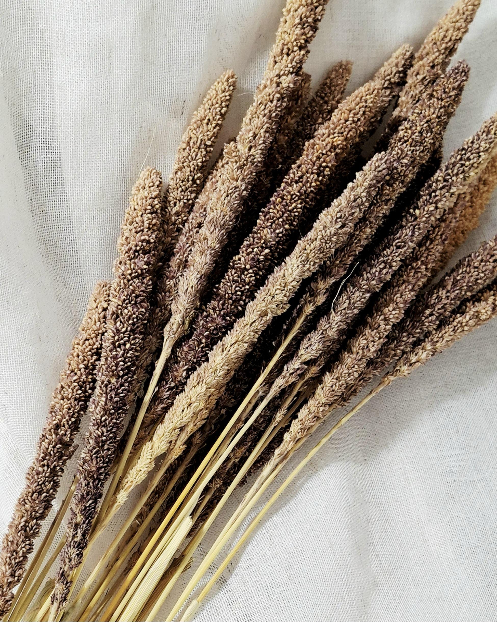 Dried Setaria Grass Natural Brown Beige, Bunny Tail Grass Stems, Floral Supply, Dried Grass for Florists, Neutral Decor